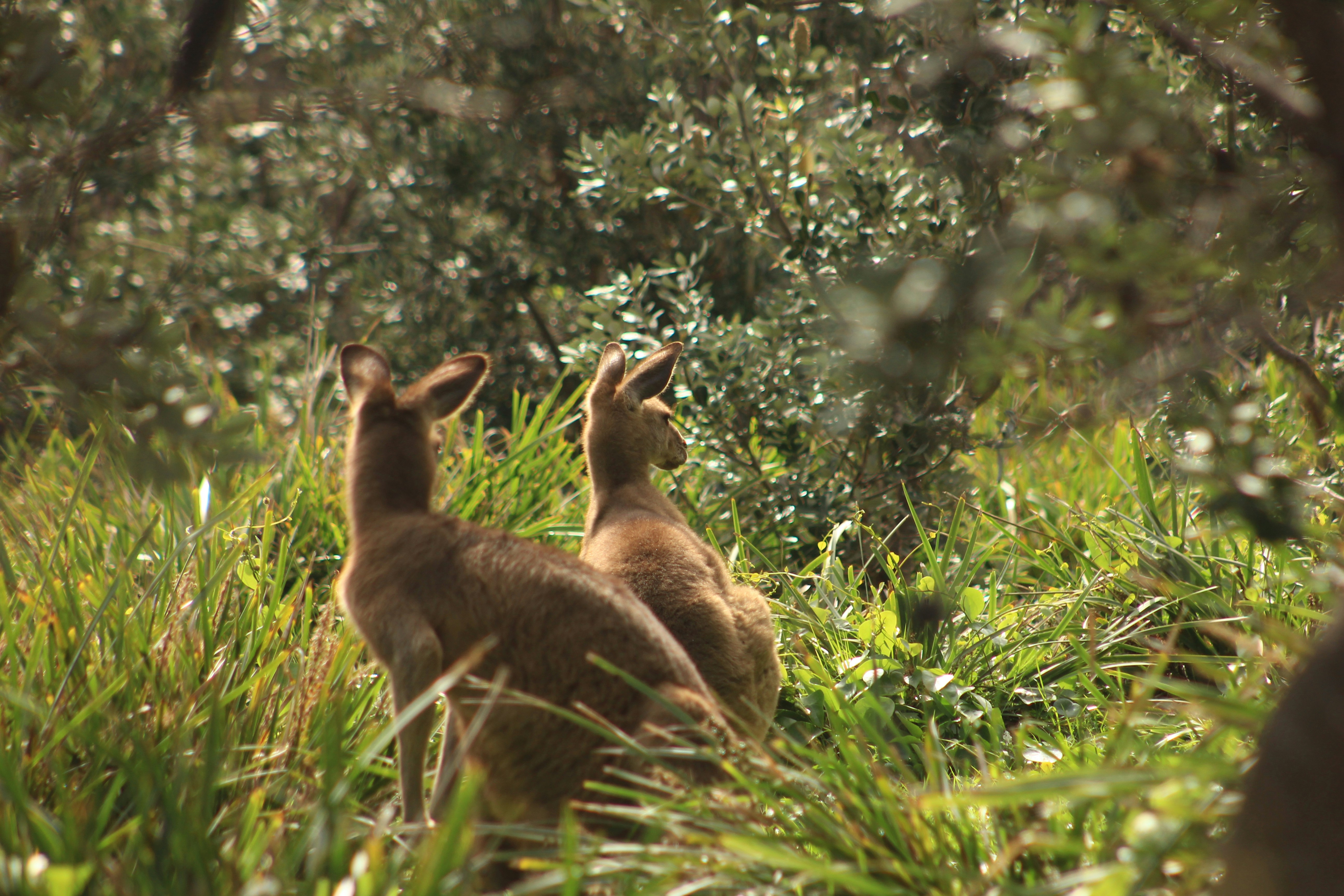 Two Kangaroos in Bushland