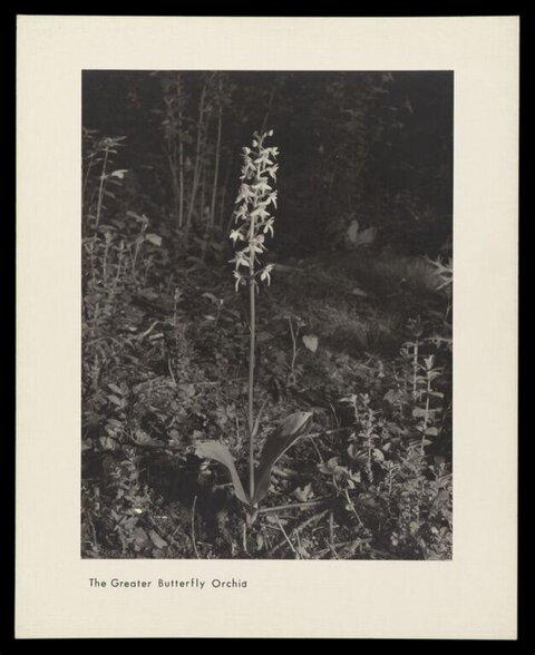 Vintage Photo of Greater Butterfly Orchid