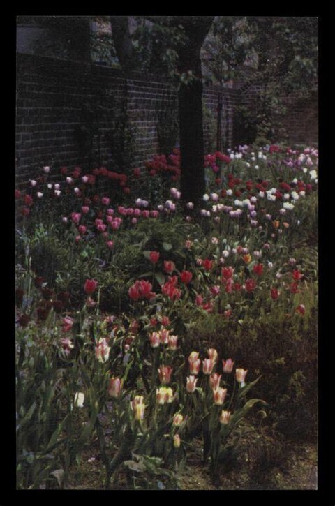 Tulip Garden by Brick Wall