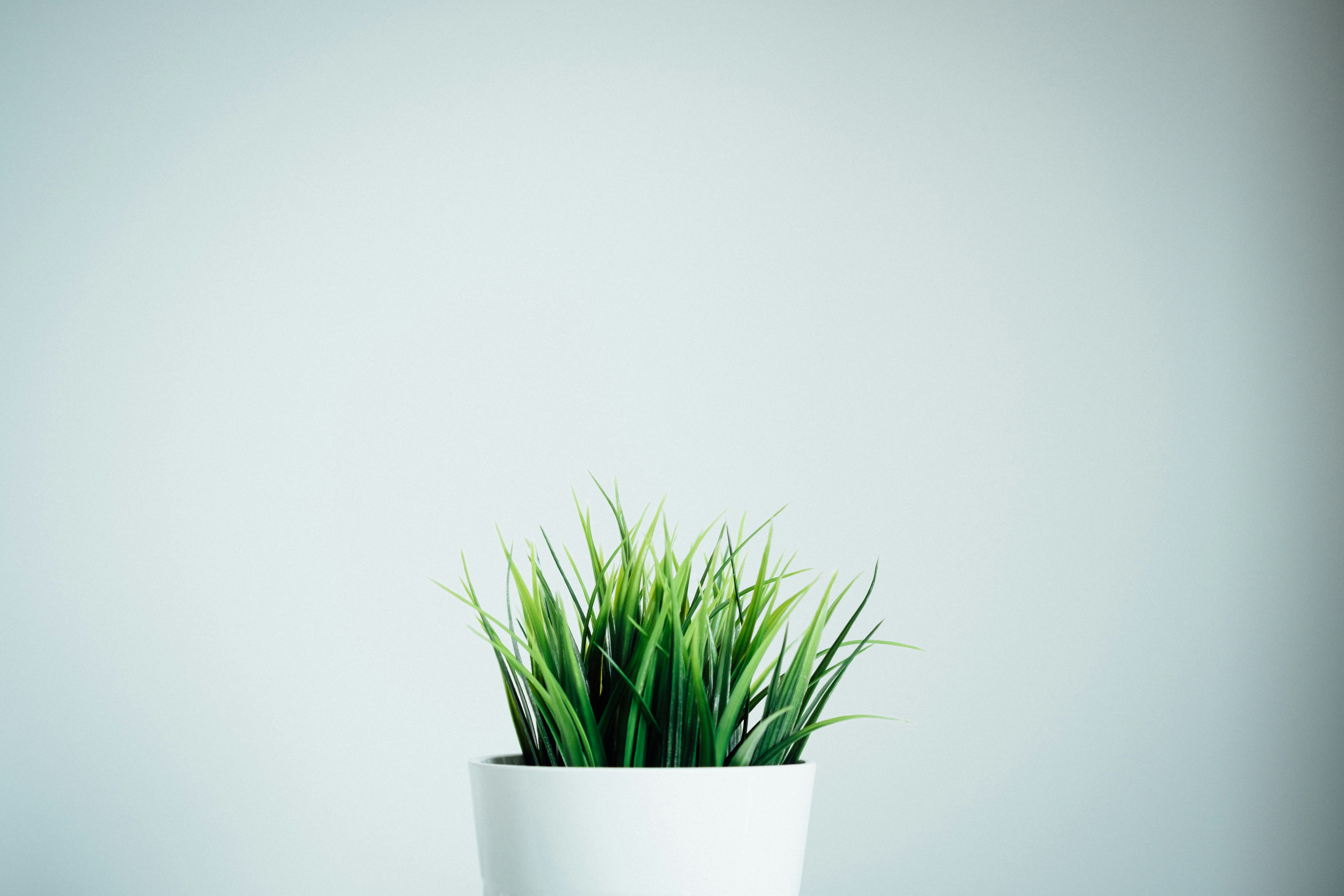 Potted Green Grass in White Pot