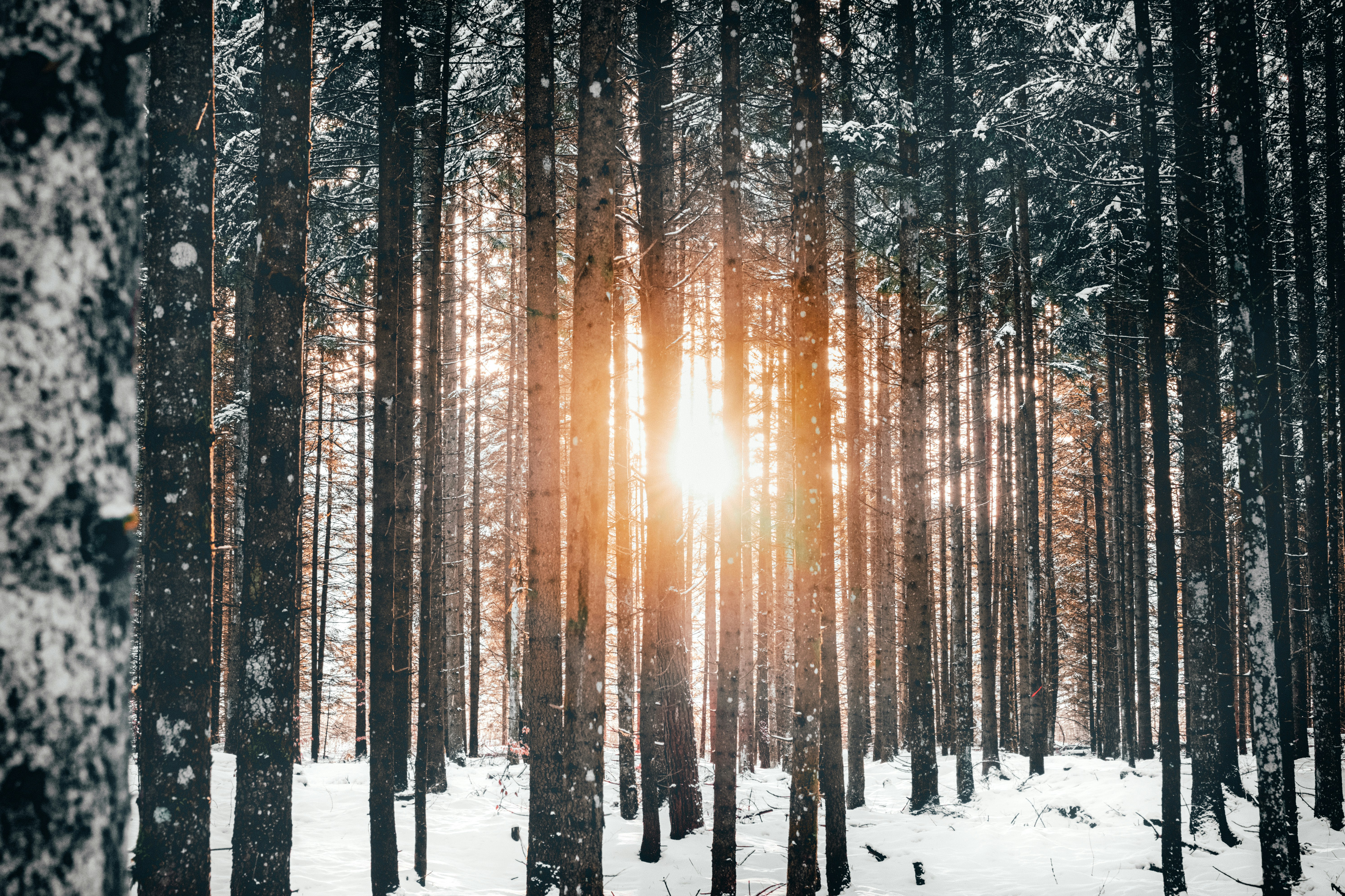 Sunlight Through Snowy Winter Forest