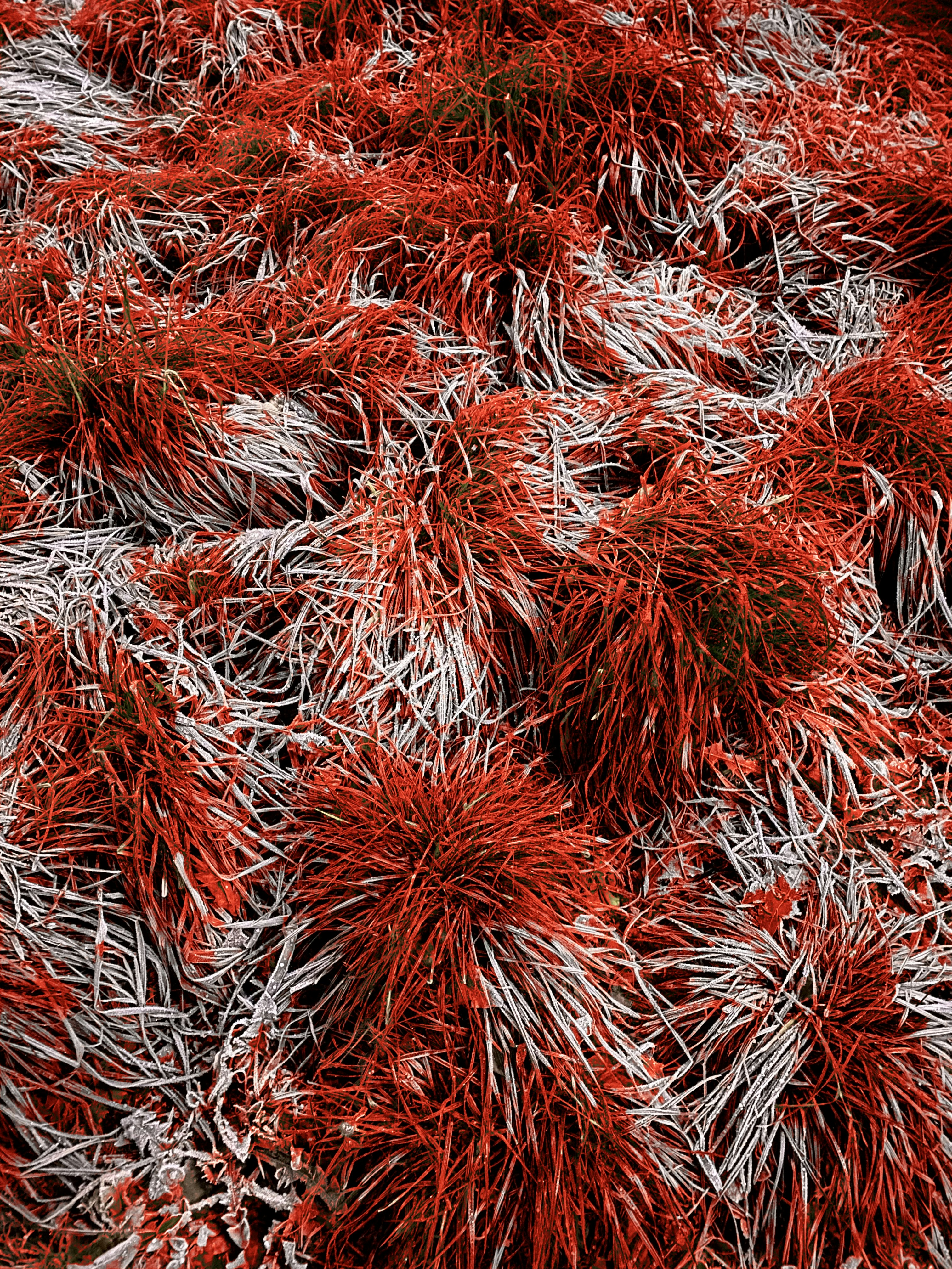 Frost Covered Red Grass