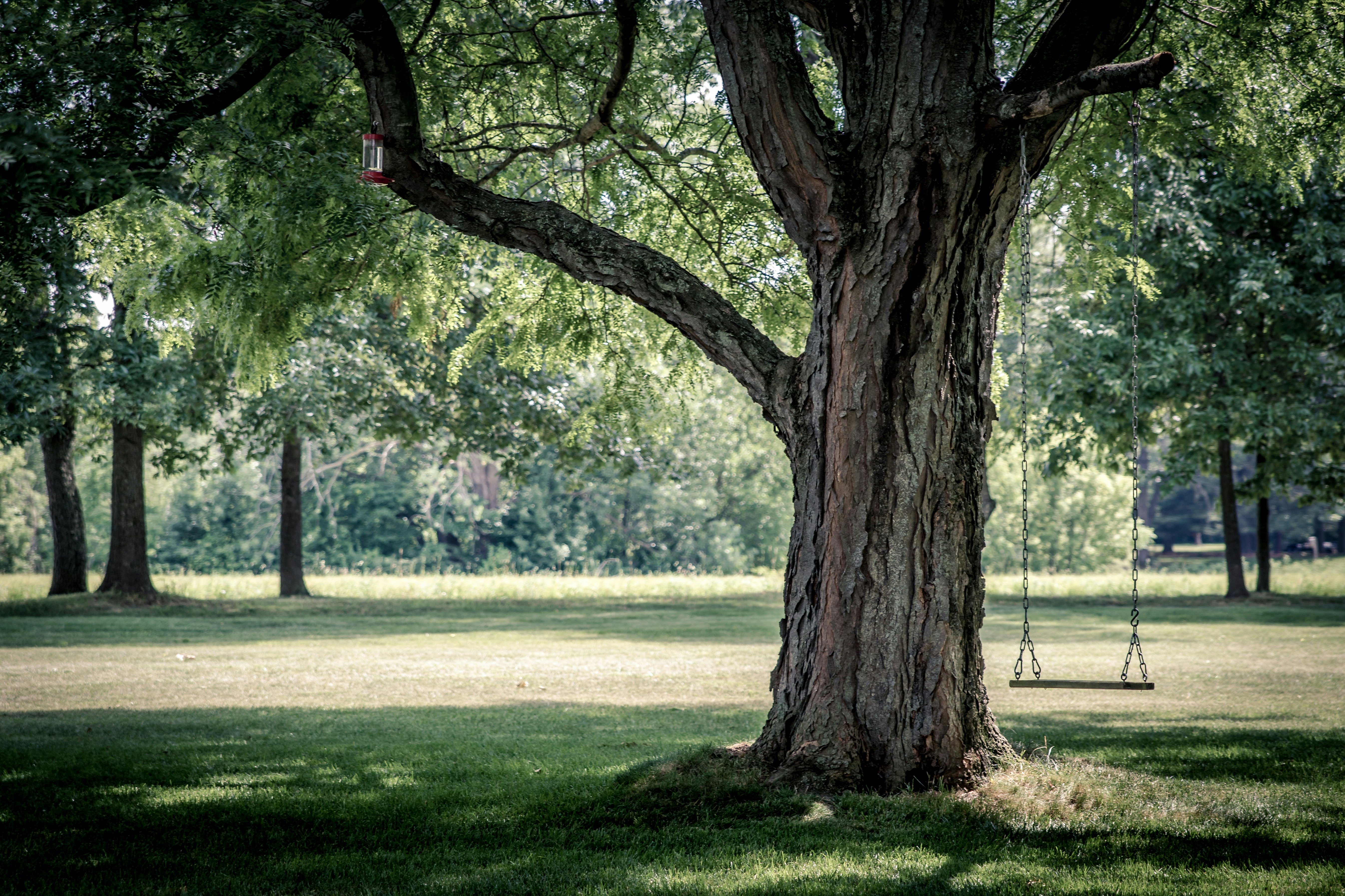Old Park Tree With Hanging Swing