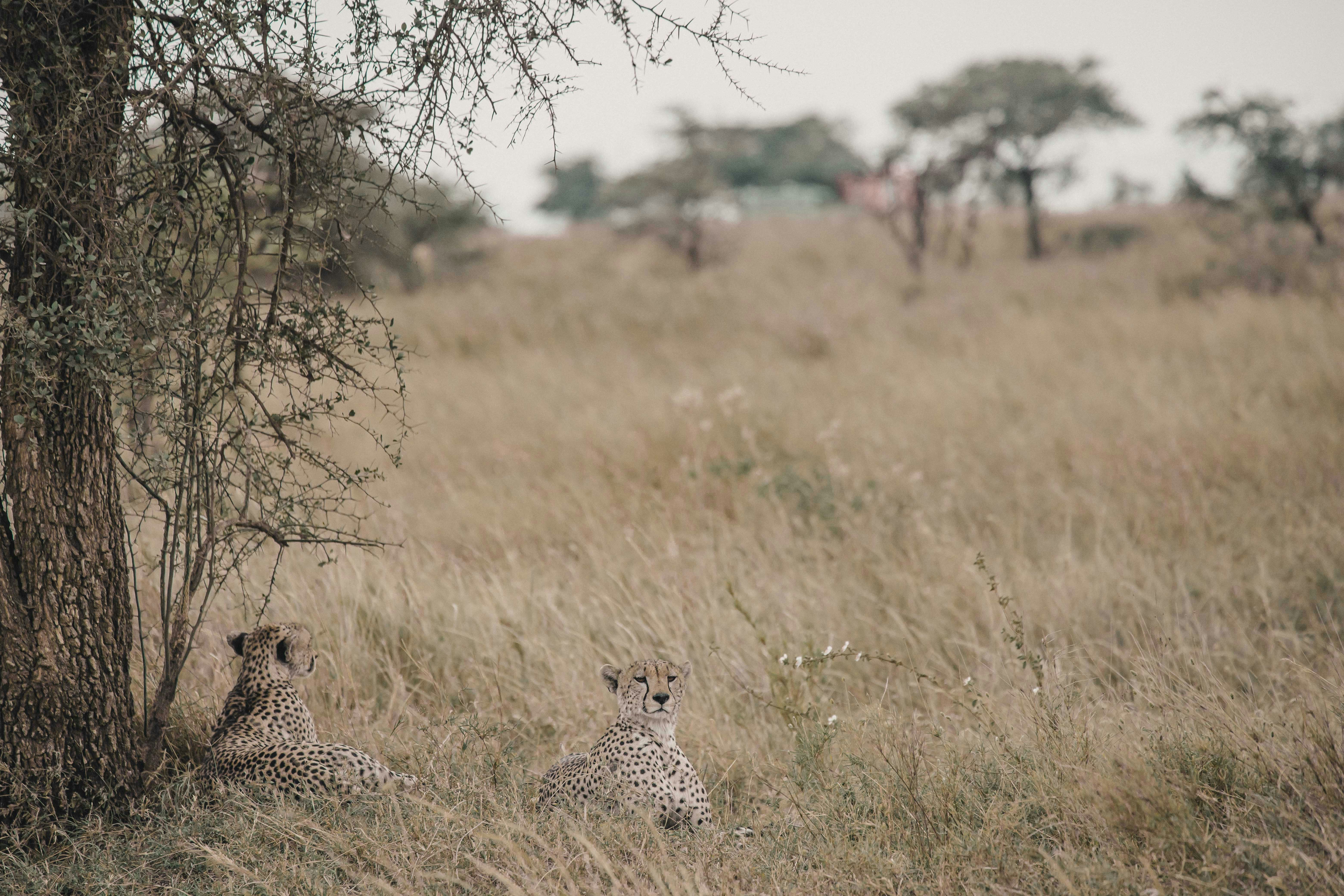 Two Cheetahs Resting in African Savanna