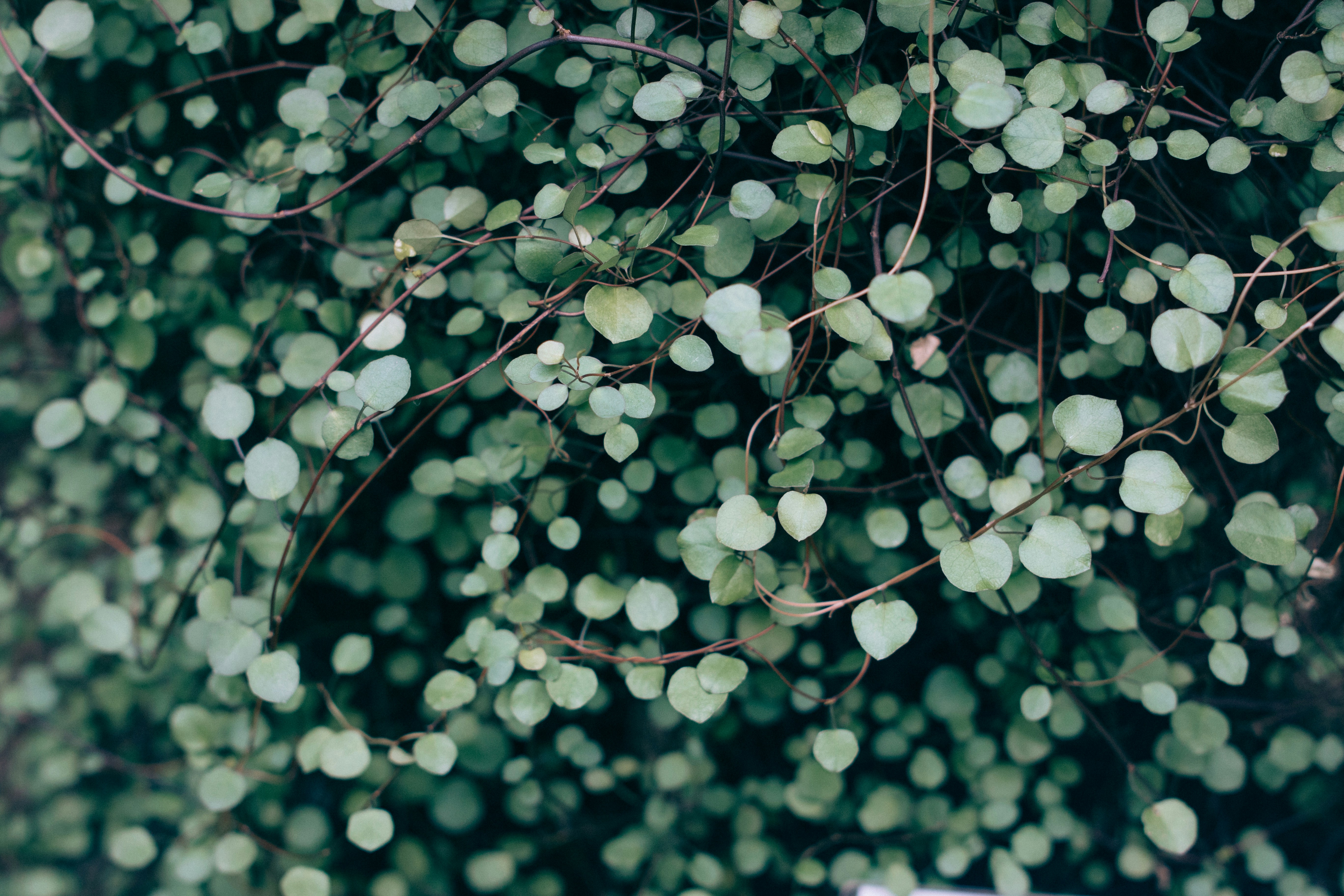 Dense Green Round-leaf Vines