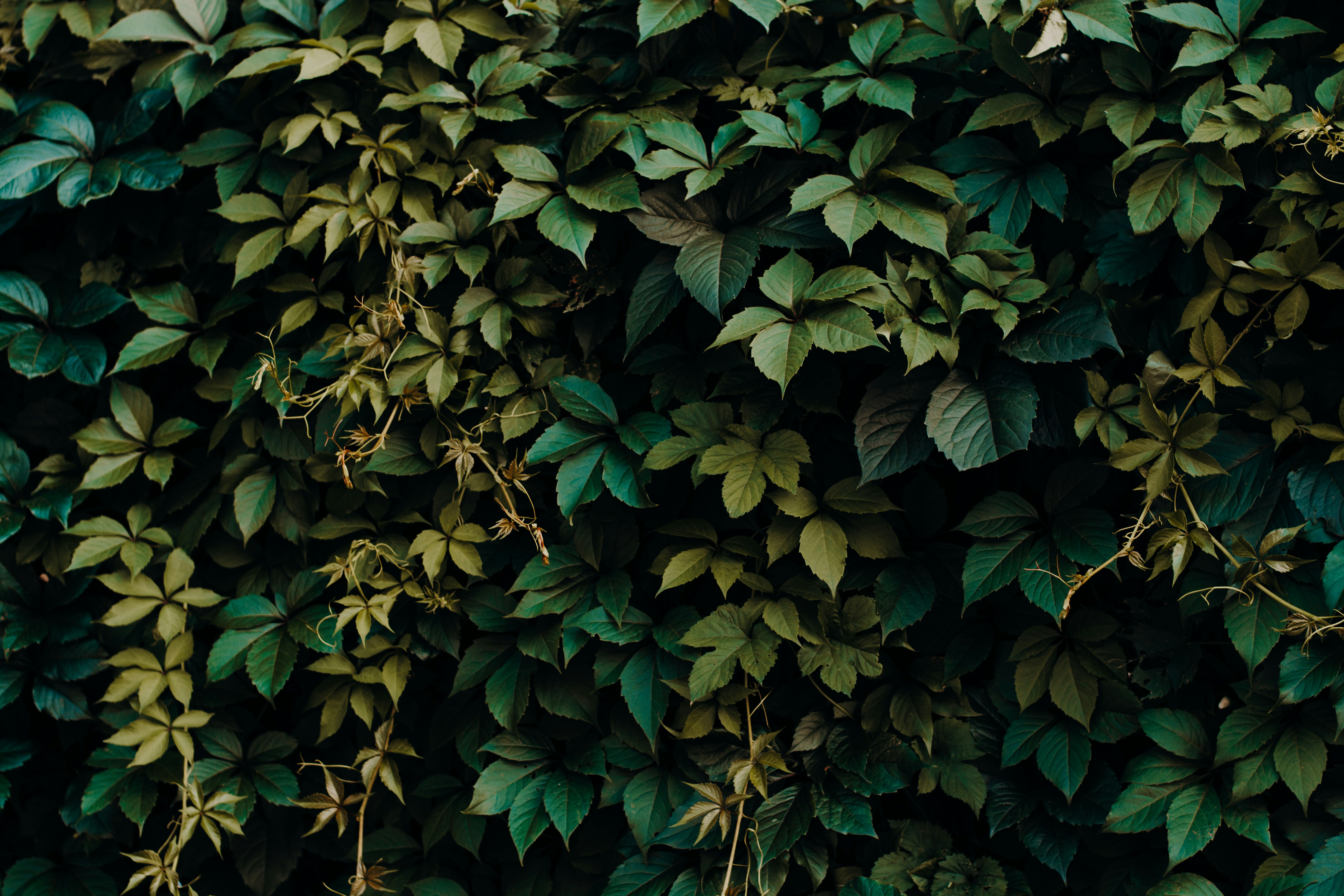 Dense Climbing Ivy Foliage