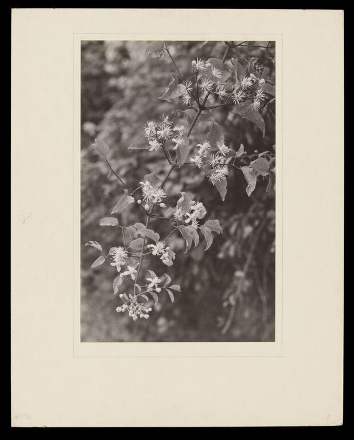Vintage Black and White Clematis Photo