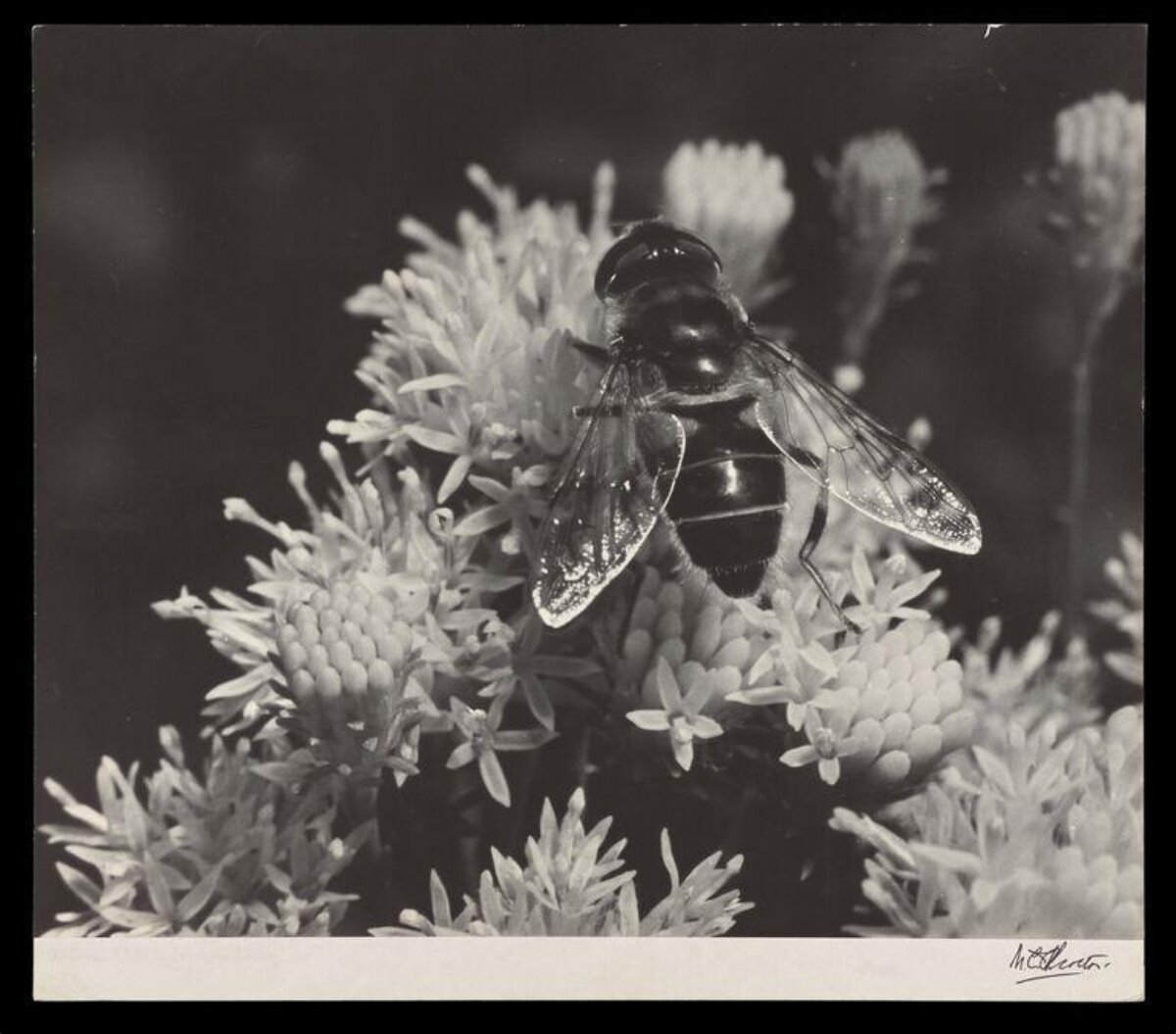 Hoverfly on Flower Cluster