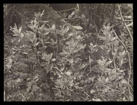 Wild Flowering Plants on Mossy Log