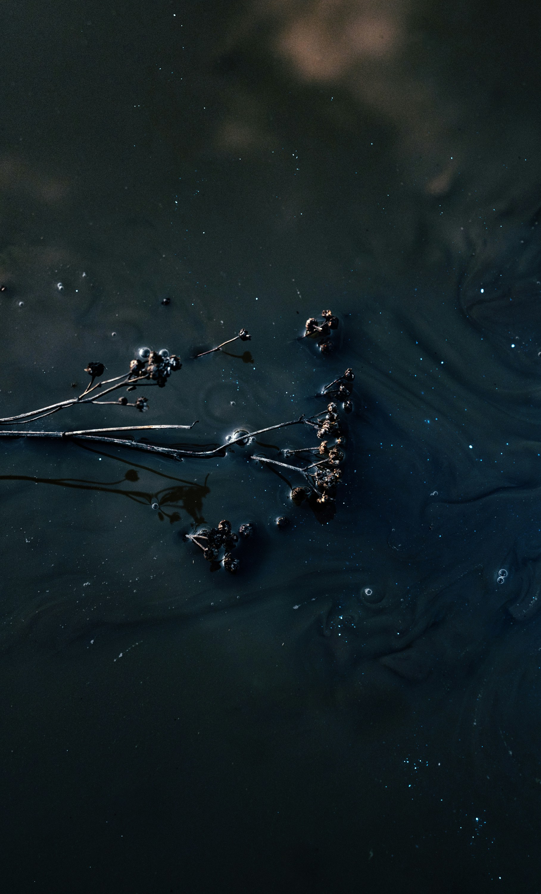 Dried Branches on Dark Water