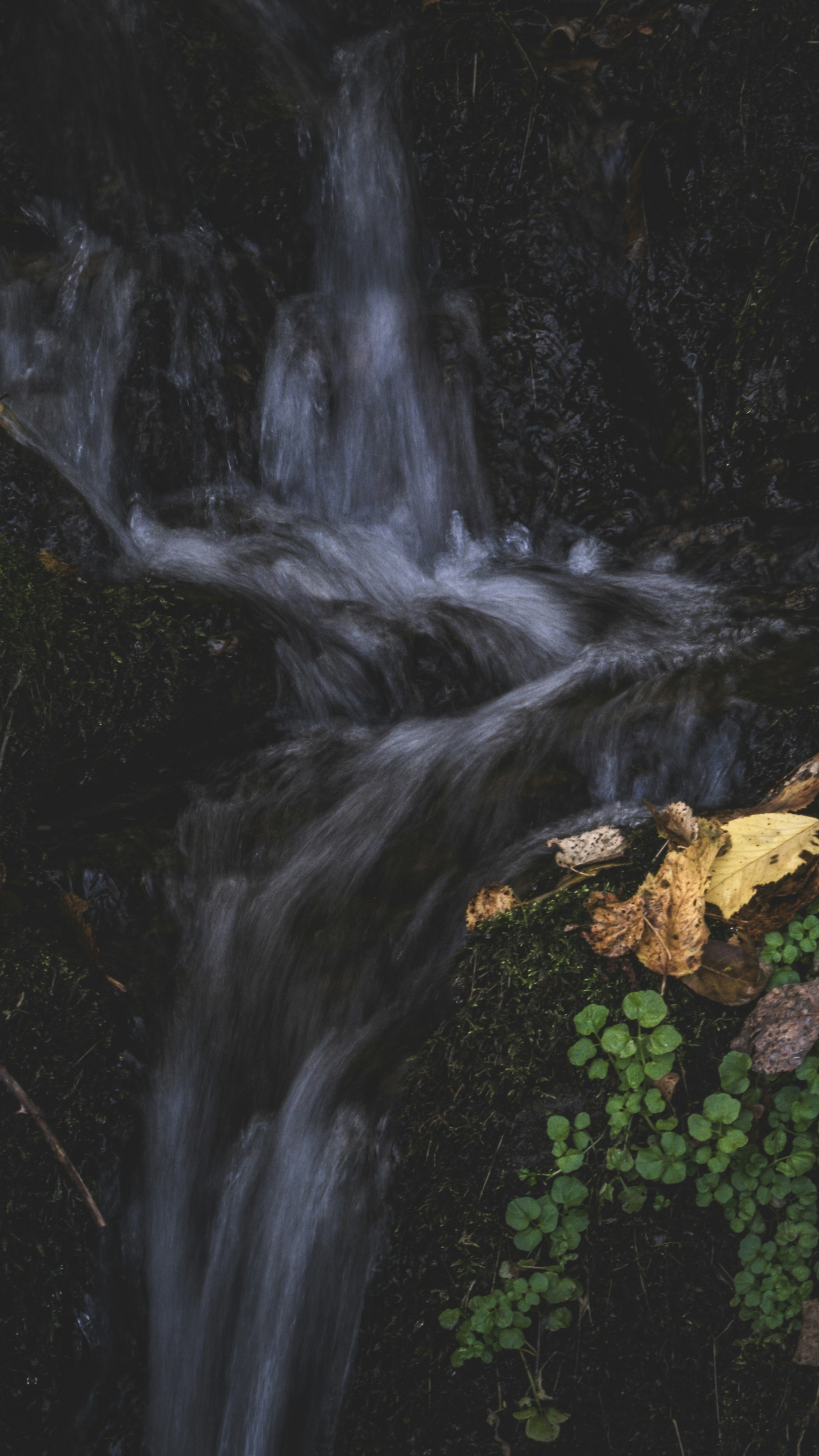 Small Cascading Forest Waterfall