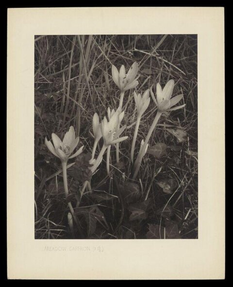 Meadow Saffron in Wild Grass
