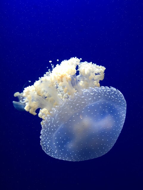 Spotted Jellyfish in Deep Blue Water