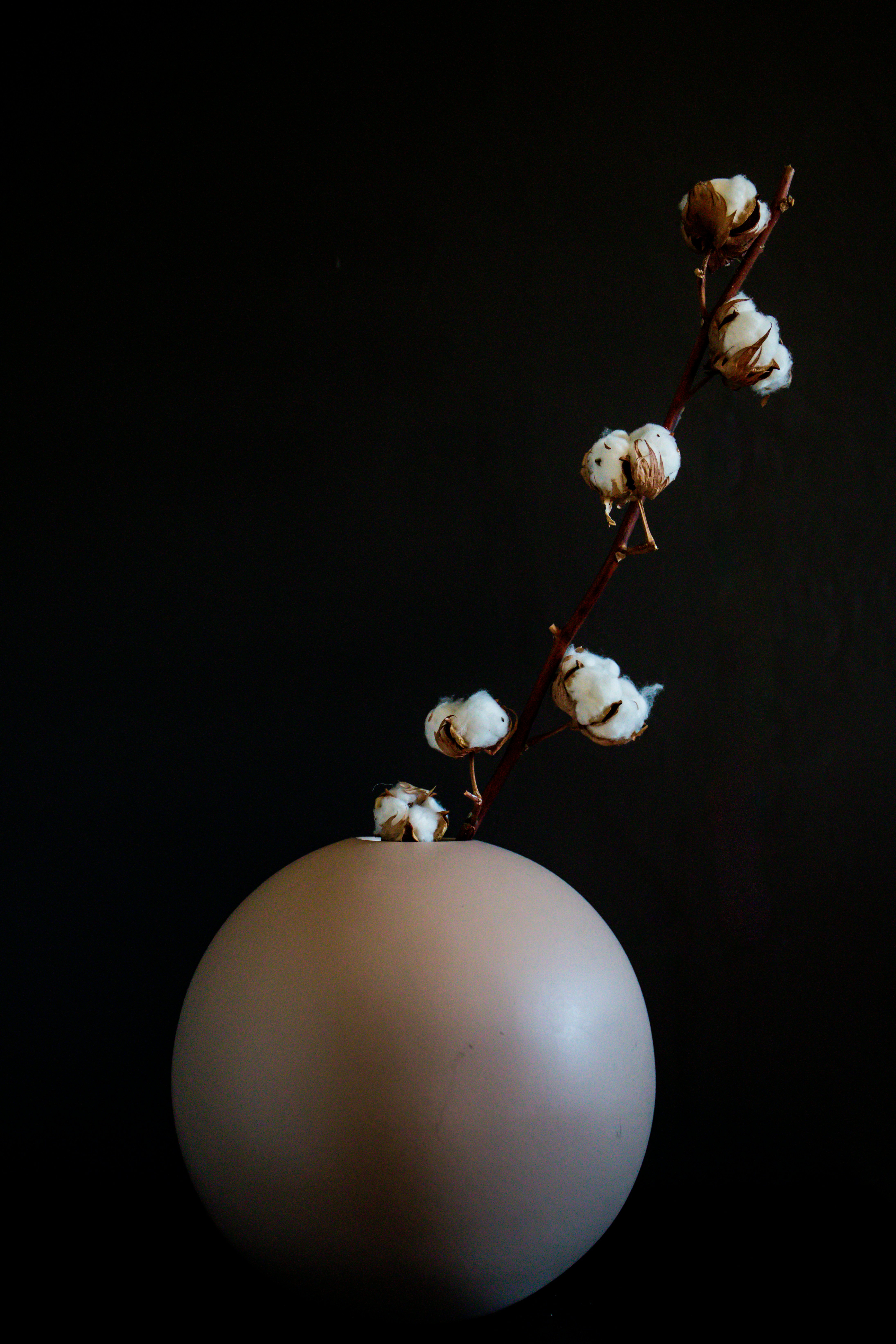 Dried Cotton Branch in Nude Vase