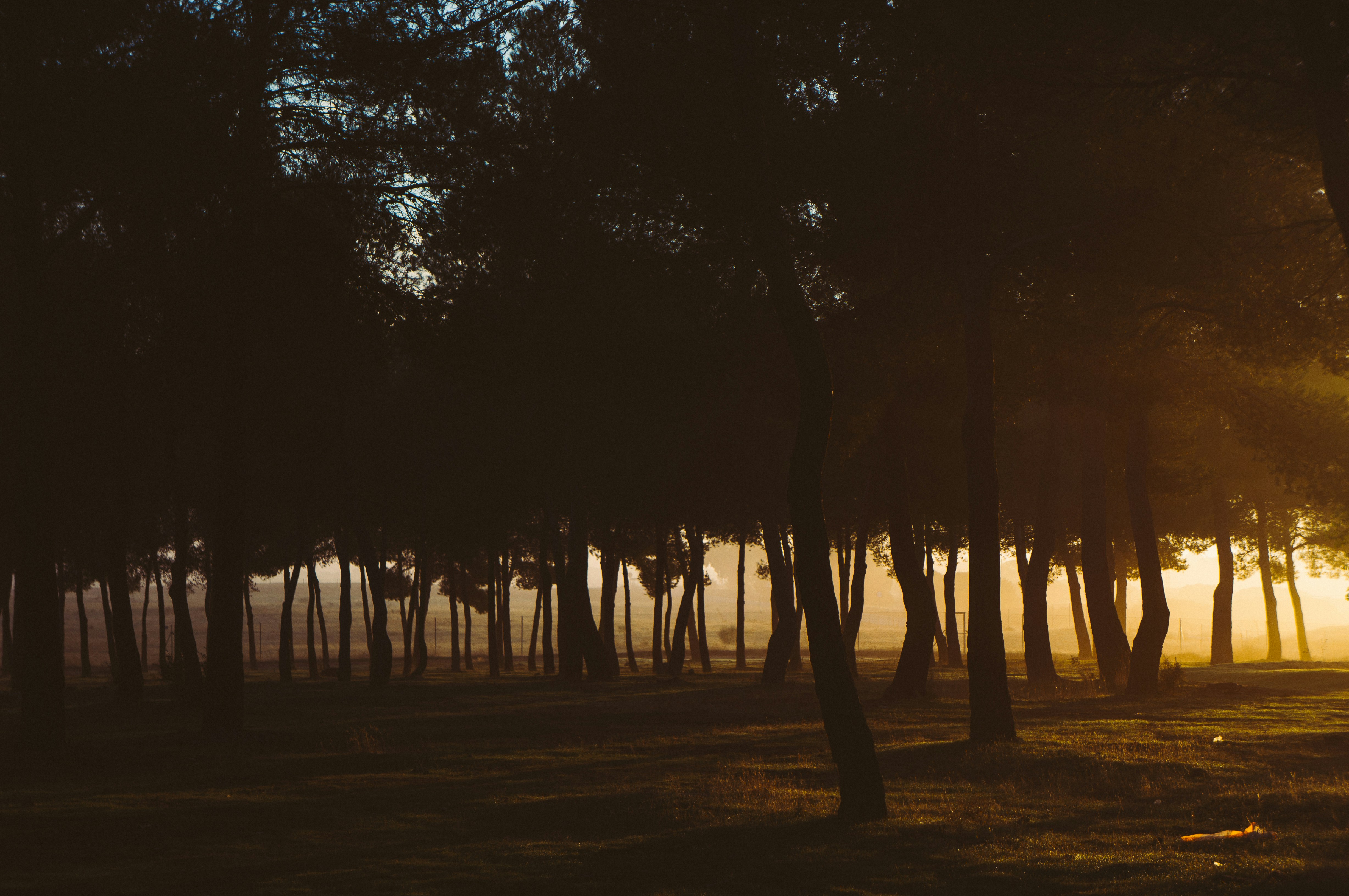 Golden Sunlit Forest