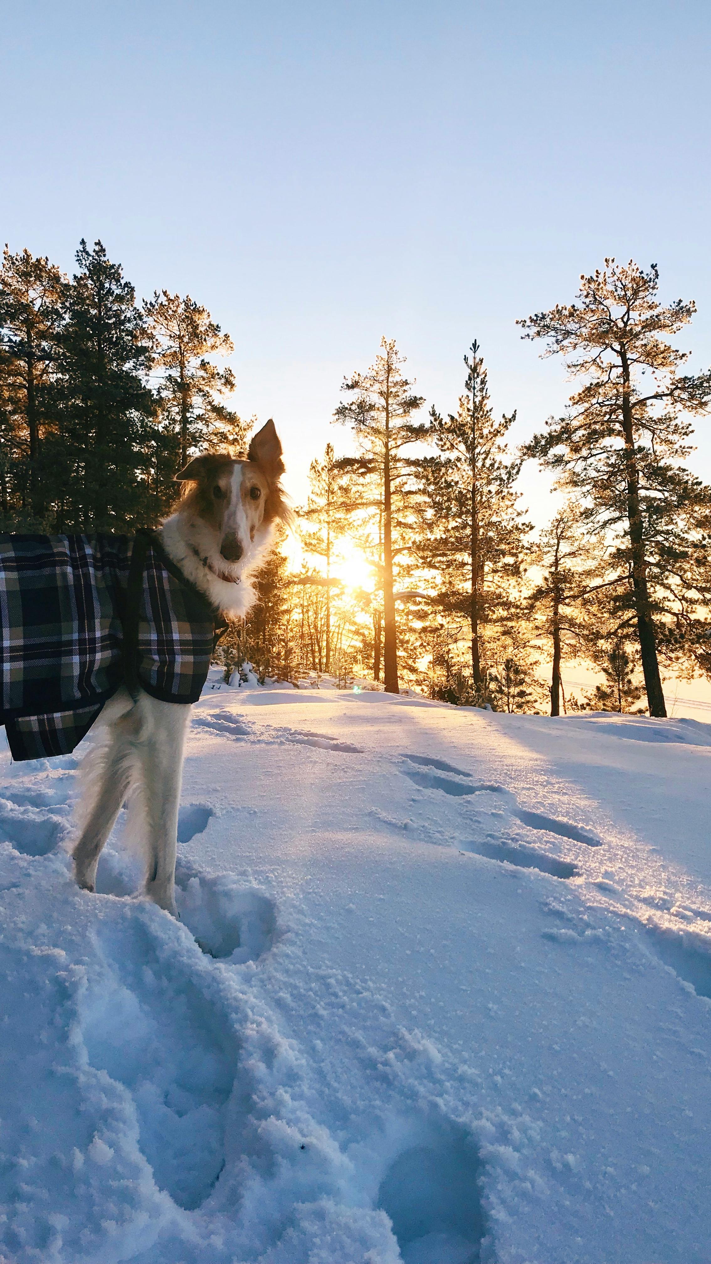 Dog on Snowy Forest Path at Sunset