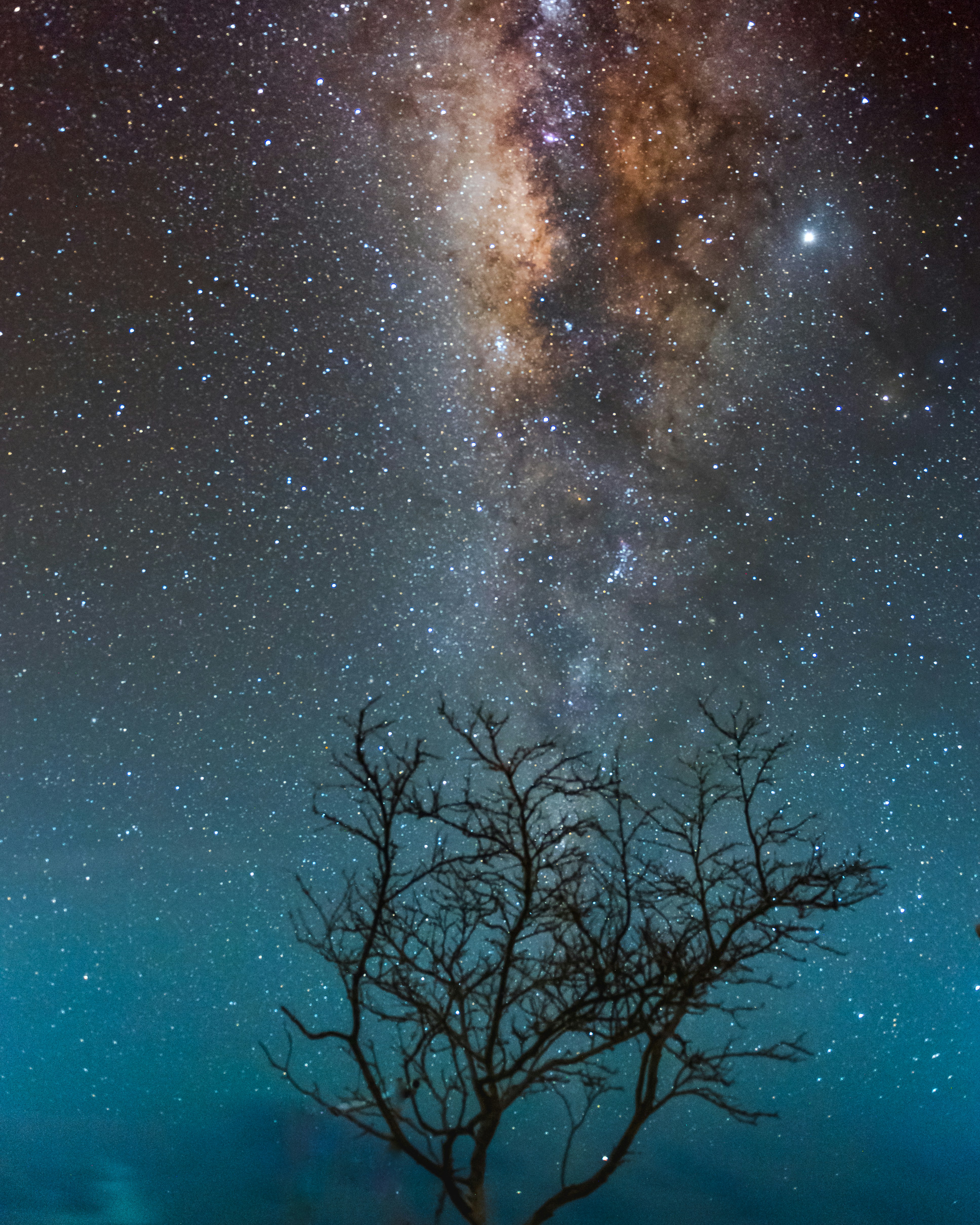 Milky Way Night Sky Over Bare Tree