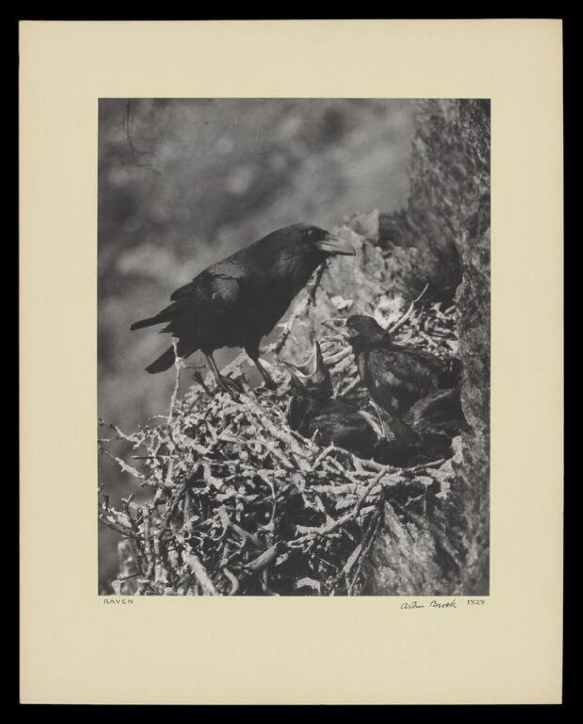 Raven with Chicks in Nest