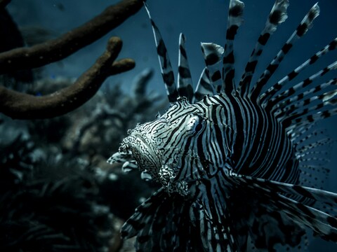Underwater Lionfish Close-up