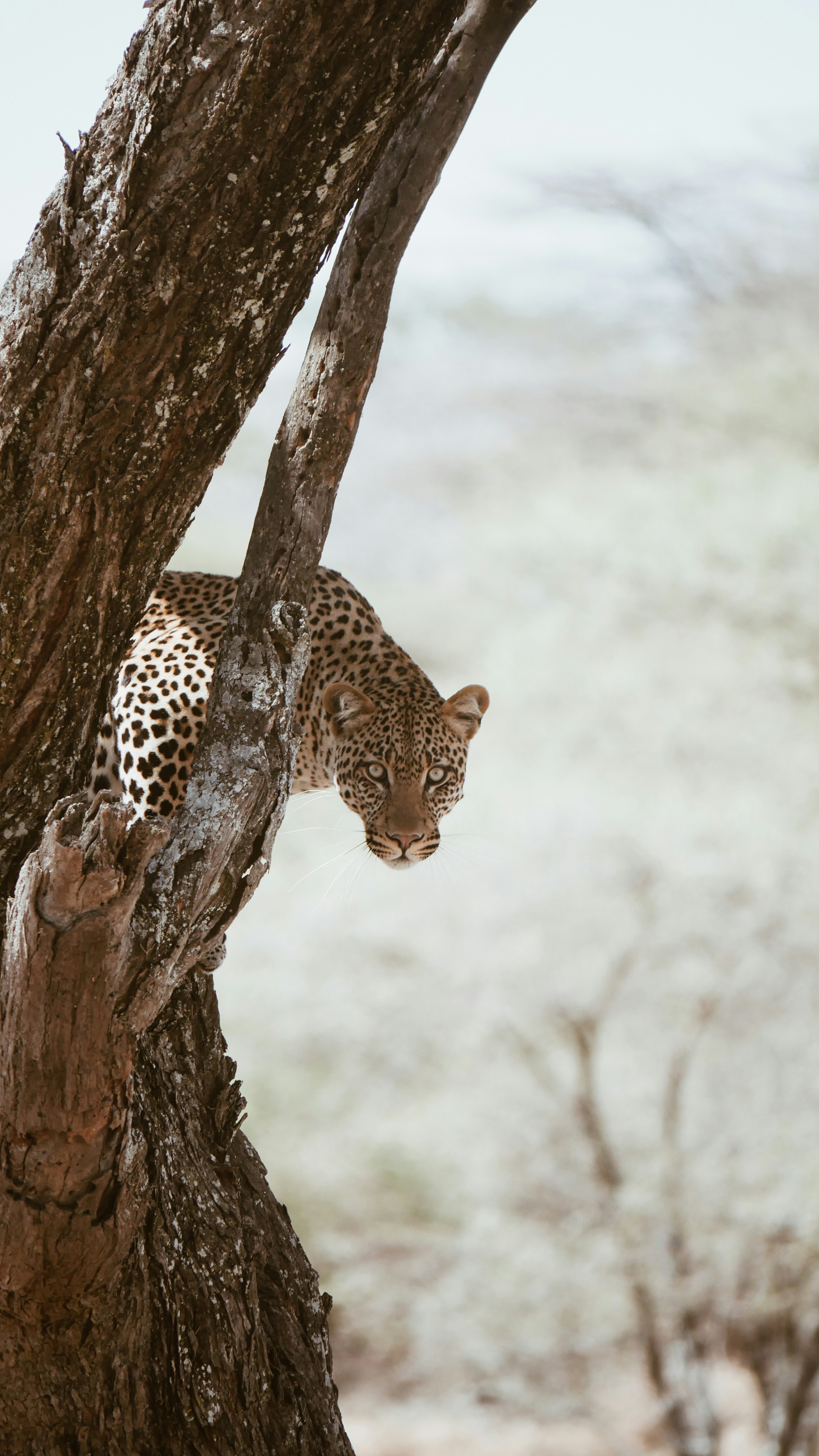 Leopard Hiding Behind Tree Trunk