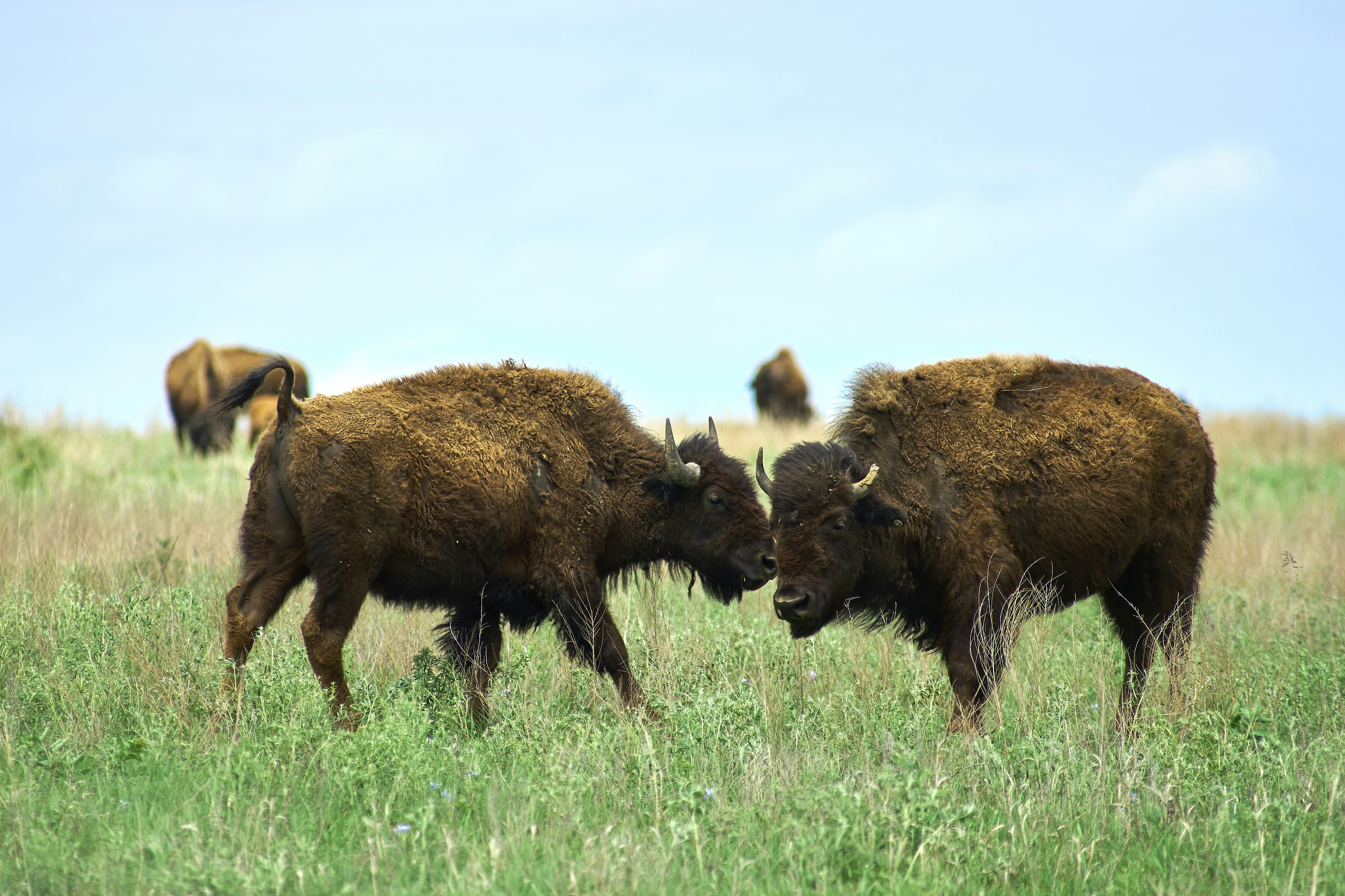 Two Bison on Prairie Grassland