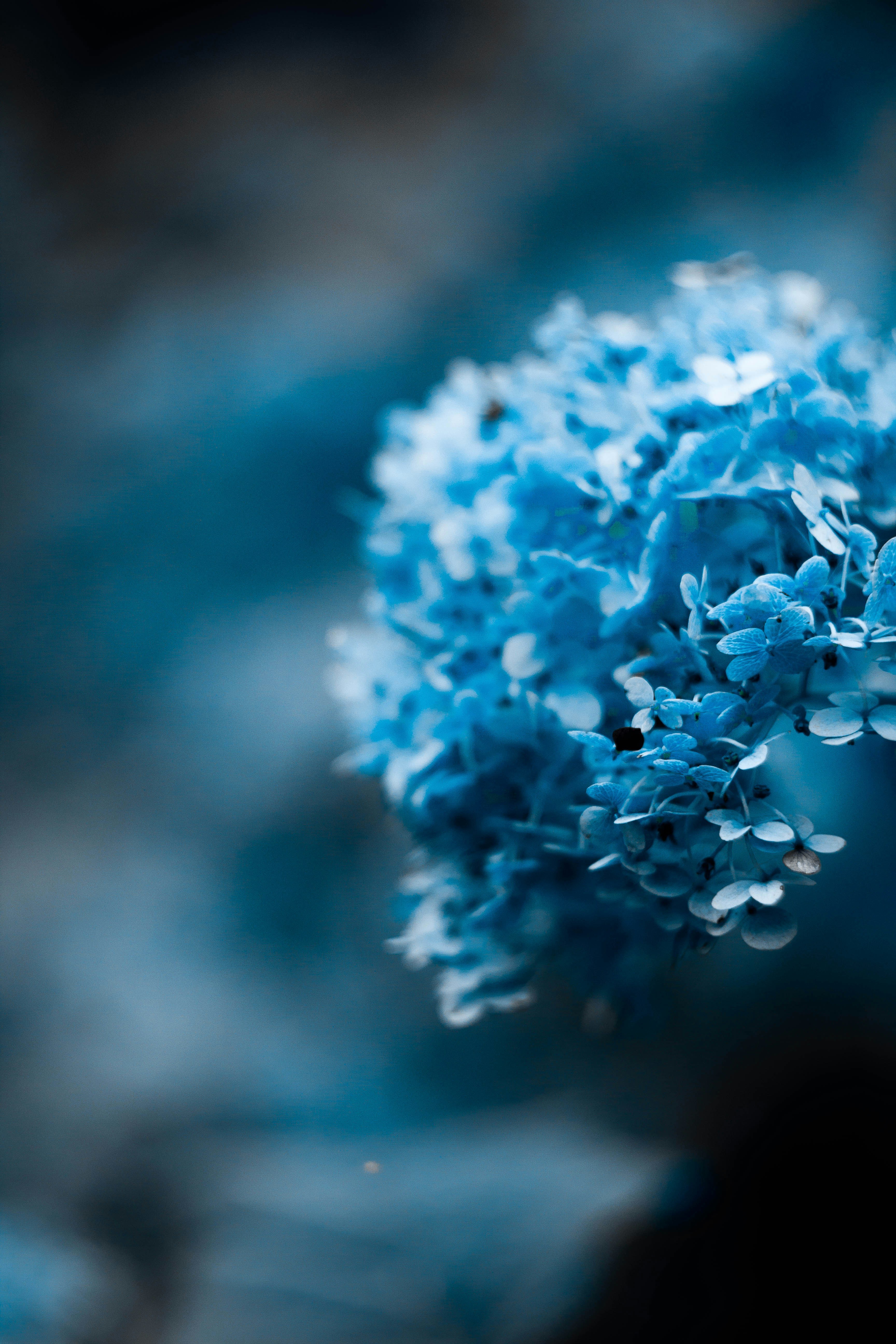 Blue Hydrangea Close Up