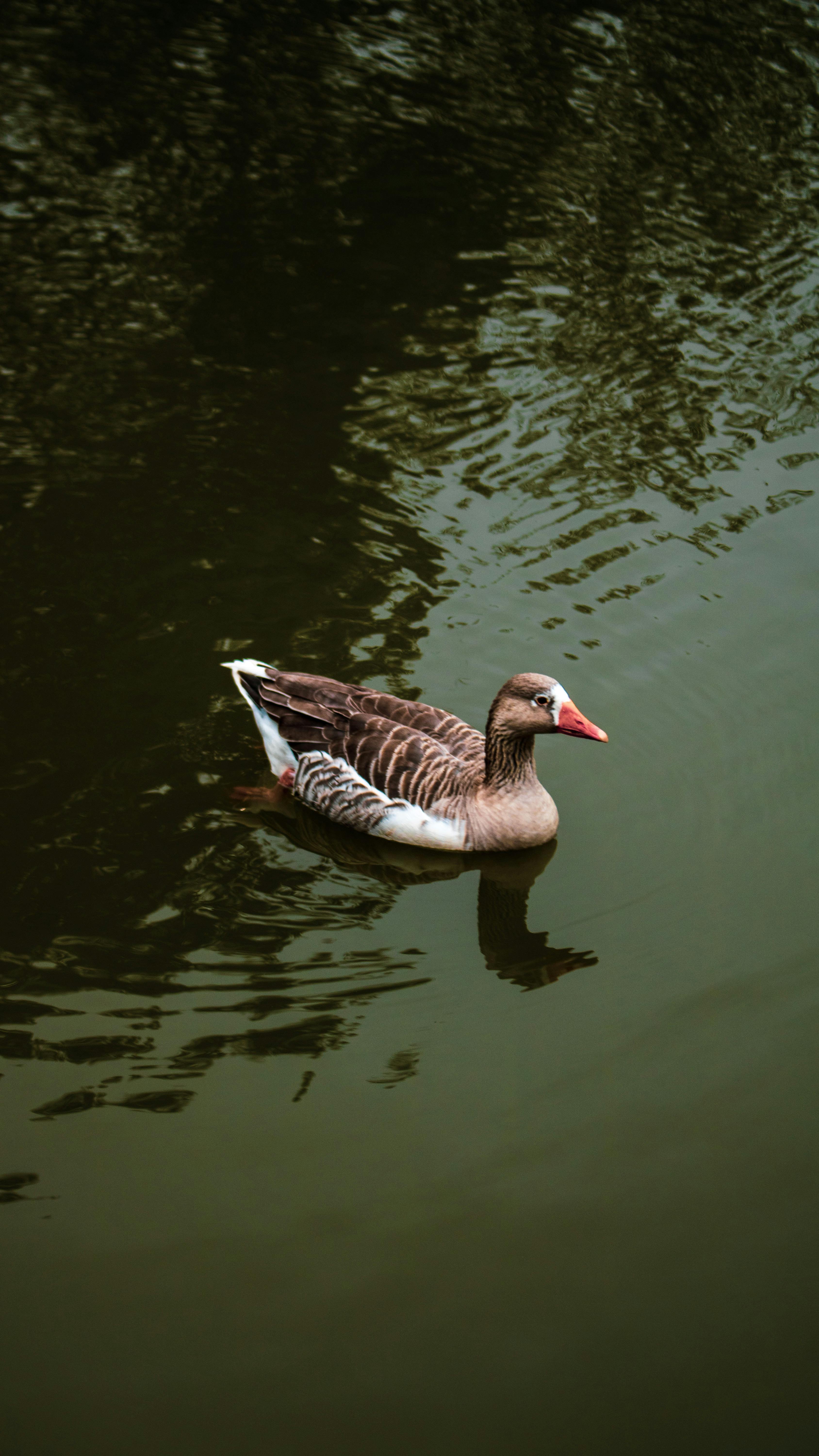 Greylag Goose Swimming in Pond