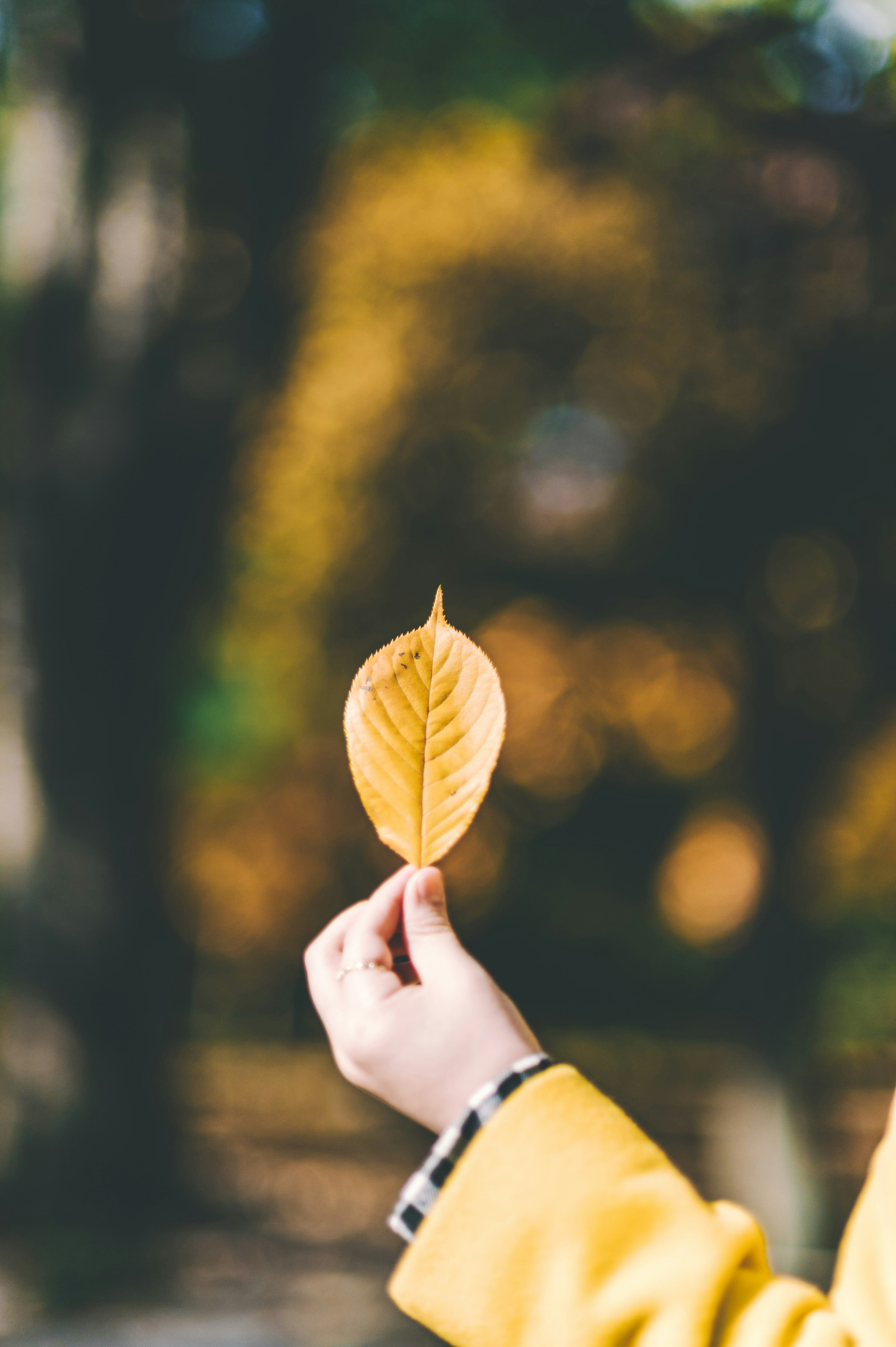 Hand Holding Yellow Autumn Leaf
