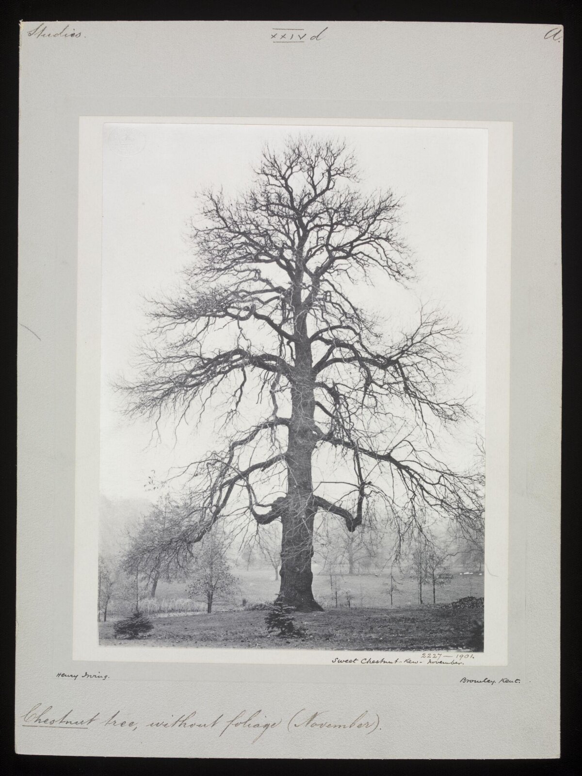 1901 Photo of Leafless Chestnut Tree