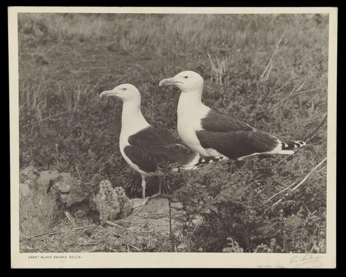 Great Black Backed Gulls with Chicks