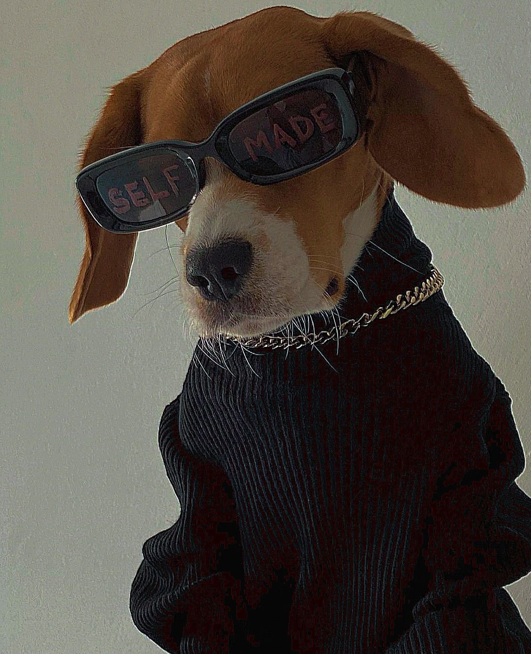 Stylish Beagle In SELF MADE Sunglasses — Funny