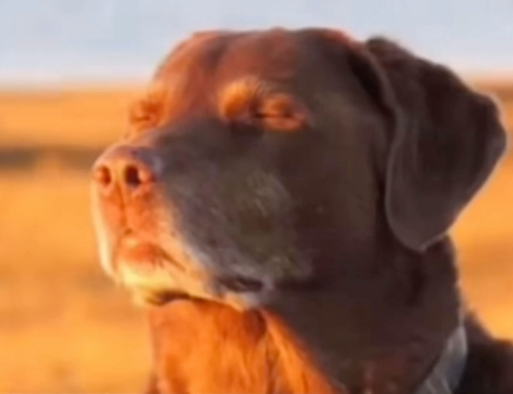 Chocolate Labrador Enjoying Sunset