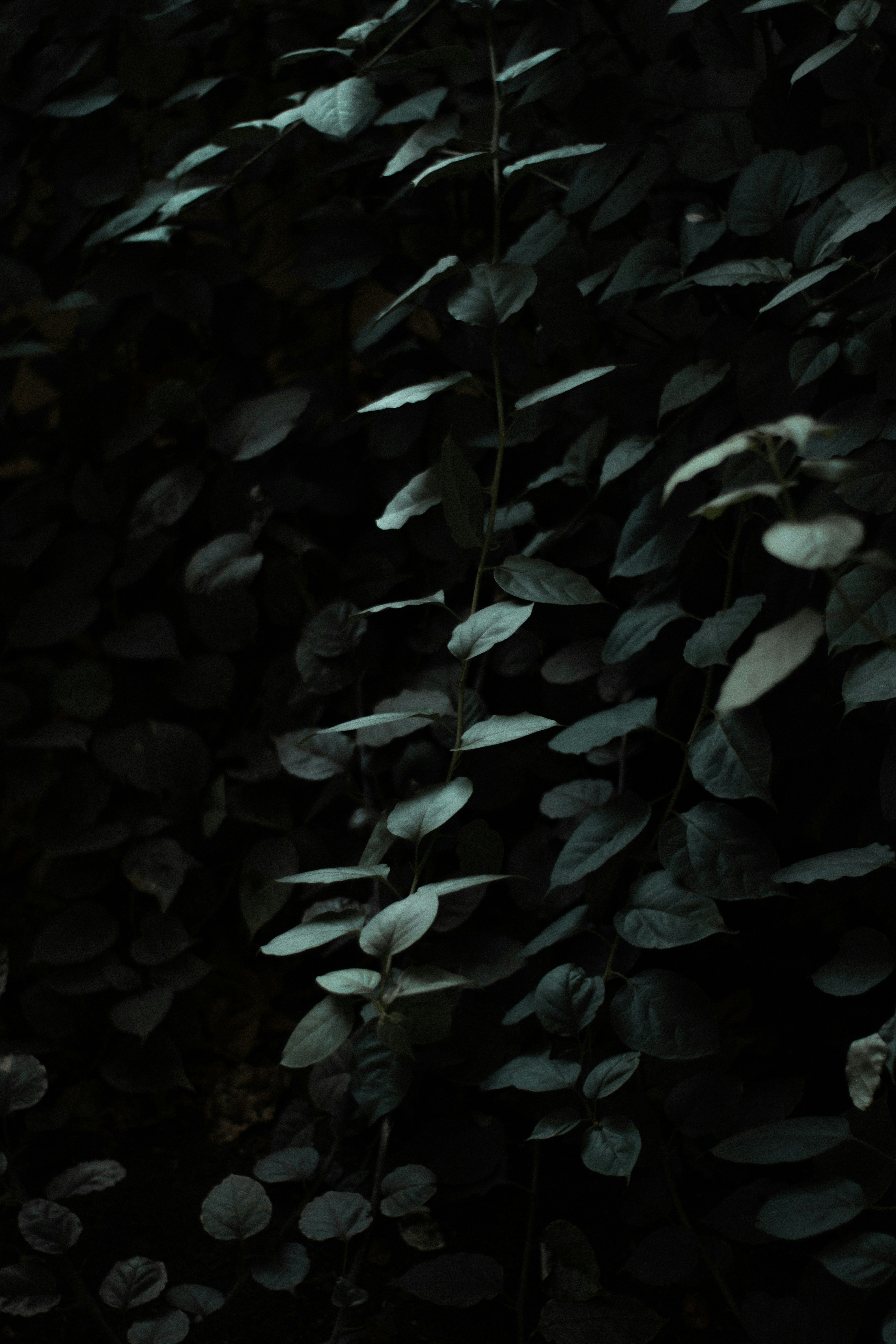 Dark Green Foliage Close Up