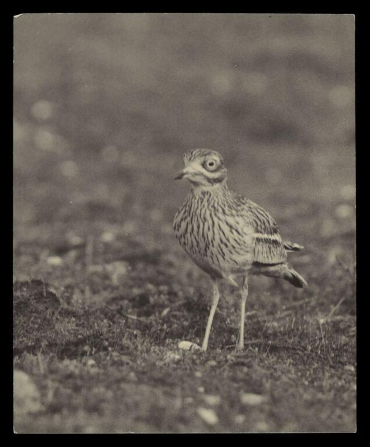 Stone Curlew on Open Ground