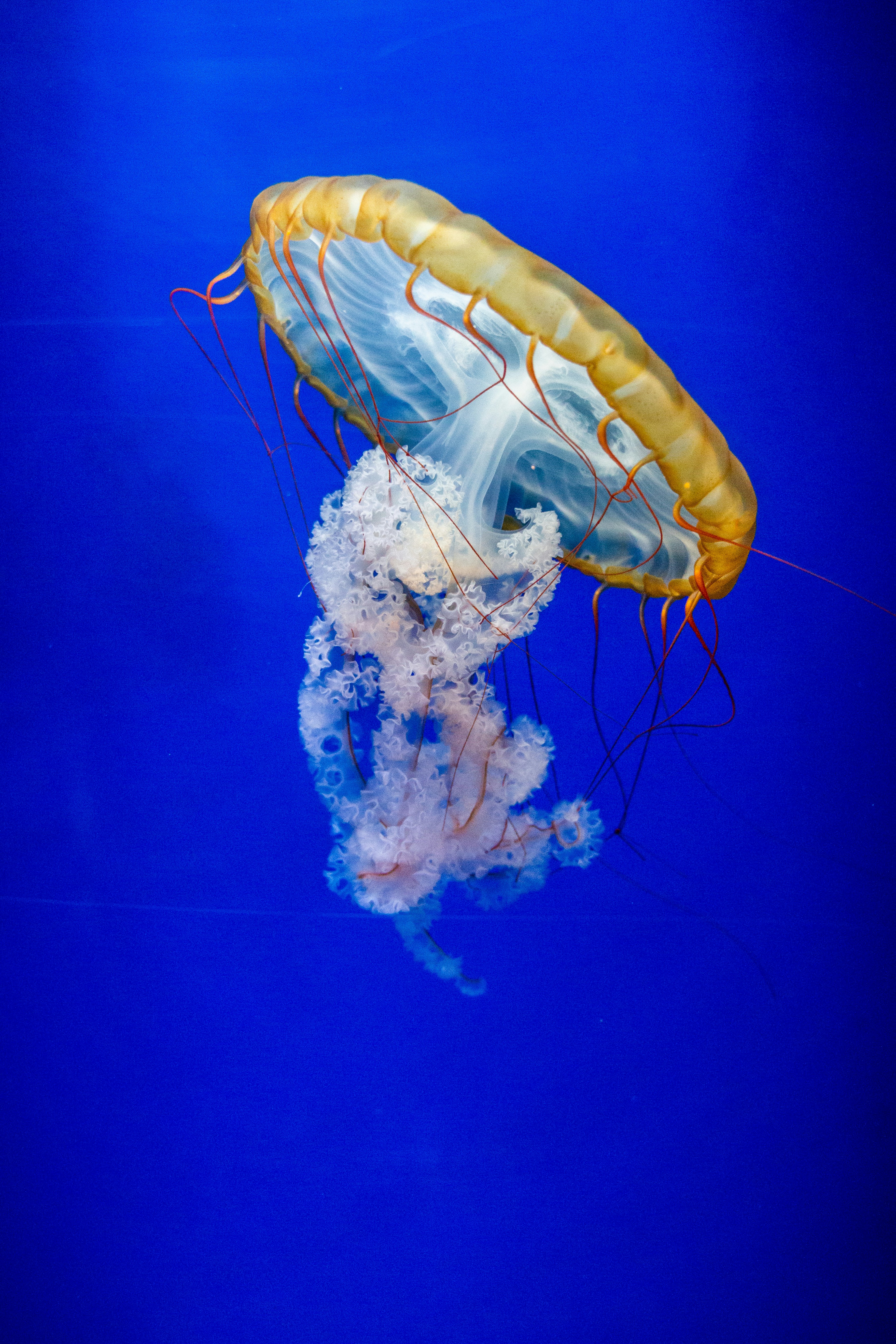 Jellyfish Swimming in Deep Blue Water
