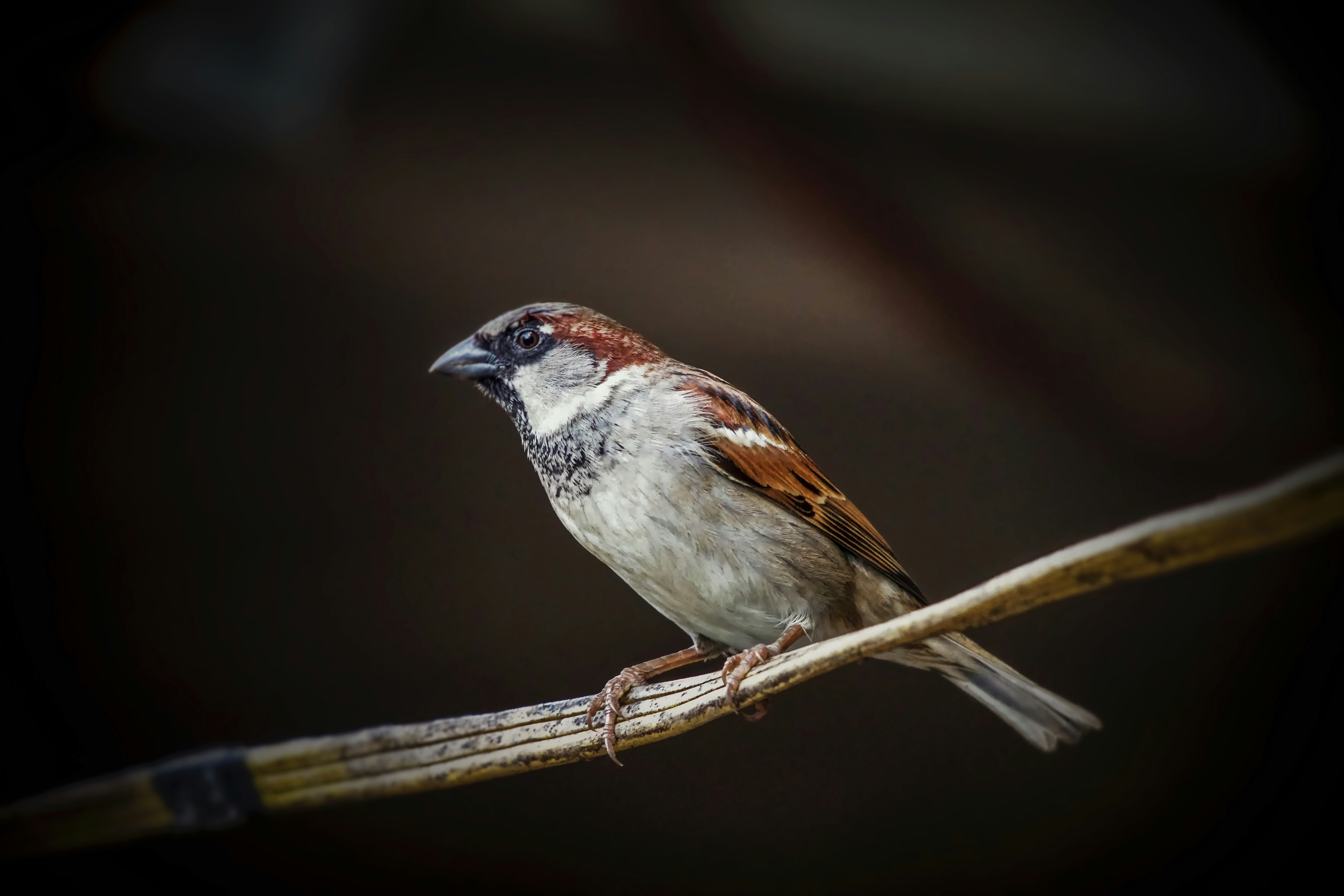 Male House Sparrow Perched on Wire