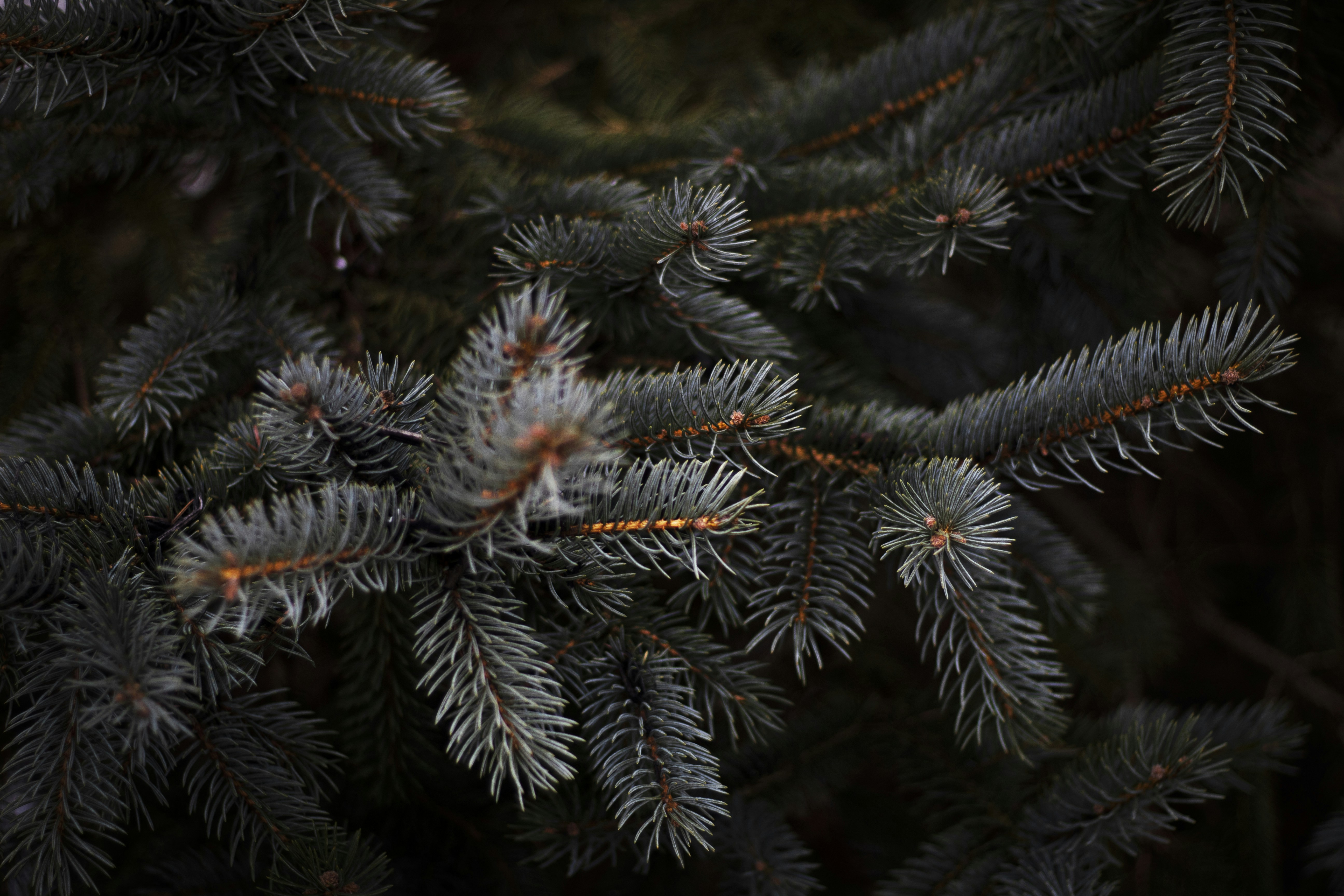 Close-up of Blue Spruce Branches