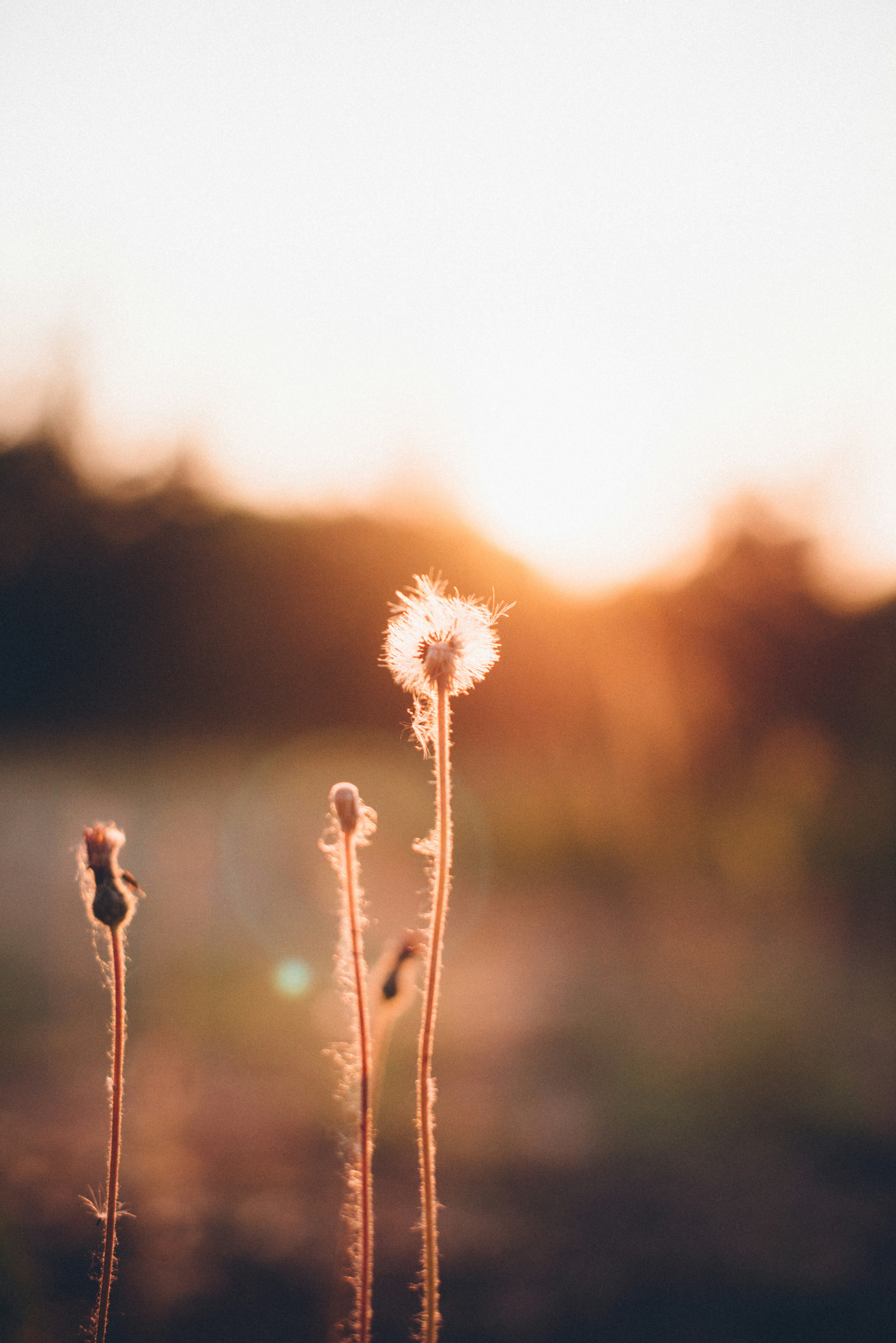 Dandelion Stalks at Sunset