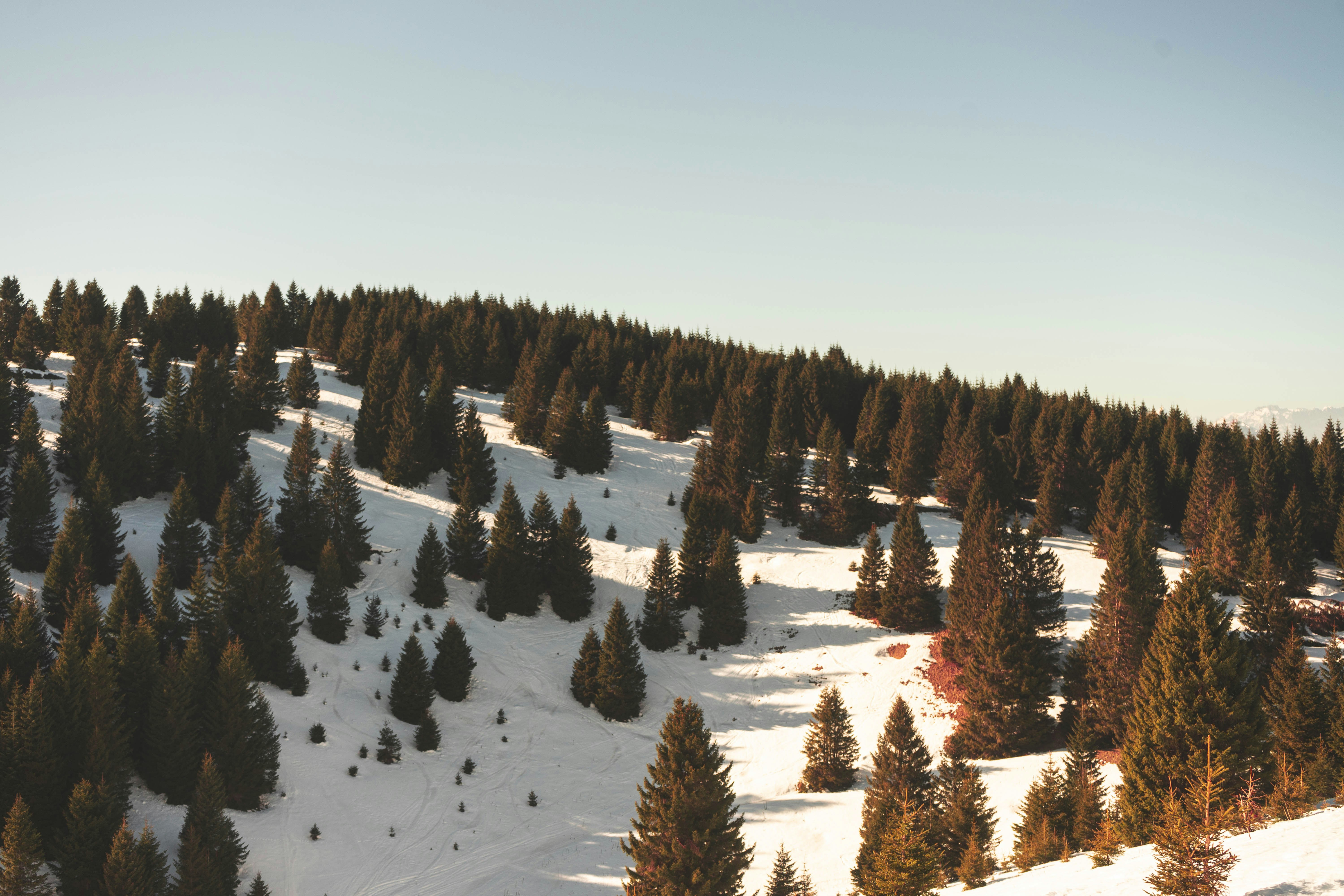 Snow Covered Hillside Pine Forest