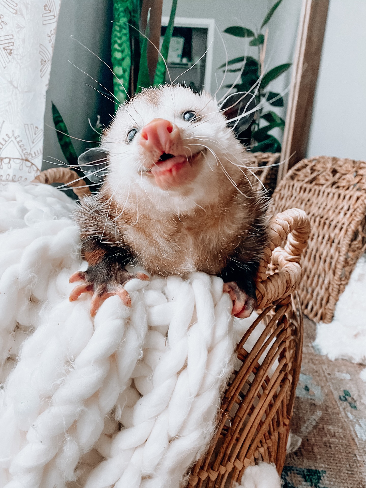 Smiling Opossum in Wicker Basket