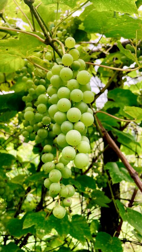 Unripe Green Grapes Hanging on Vine