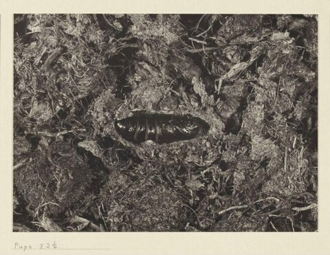 Insect Pupa in Decaying Organic Matter