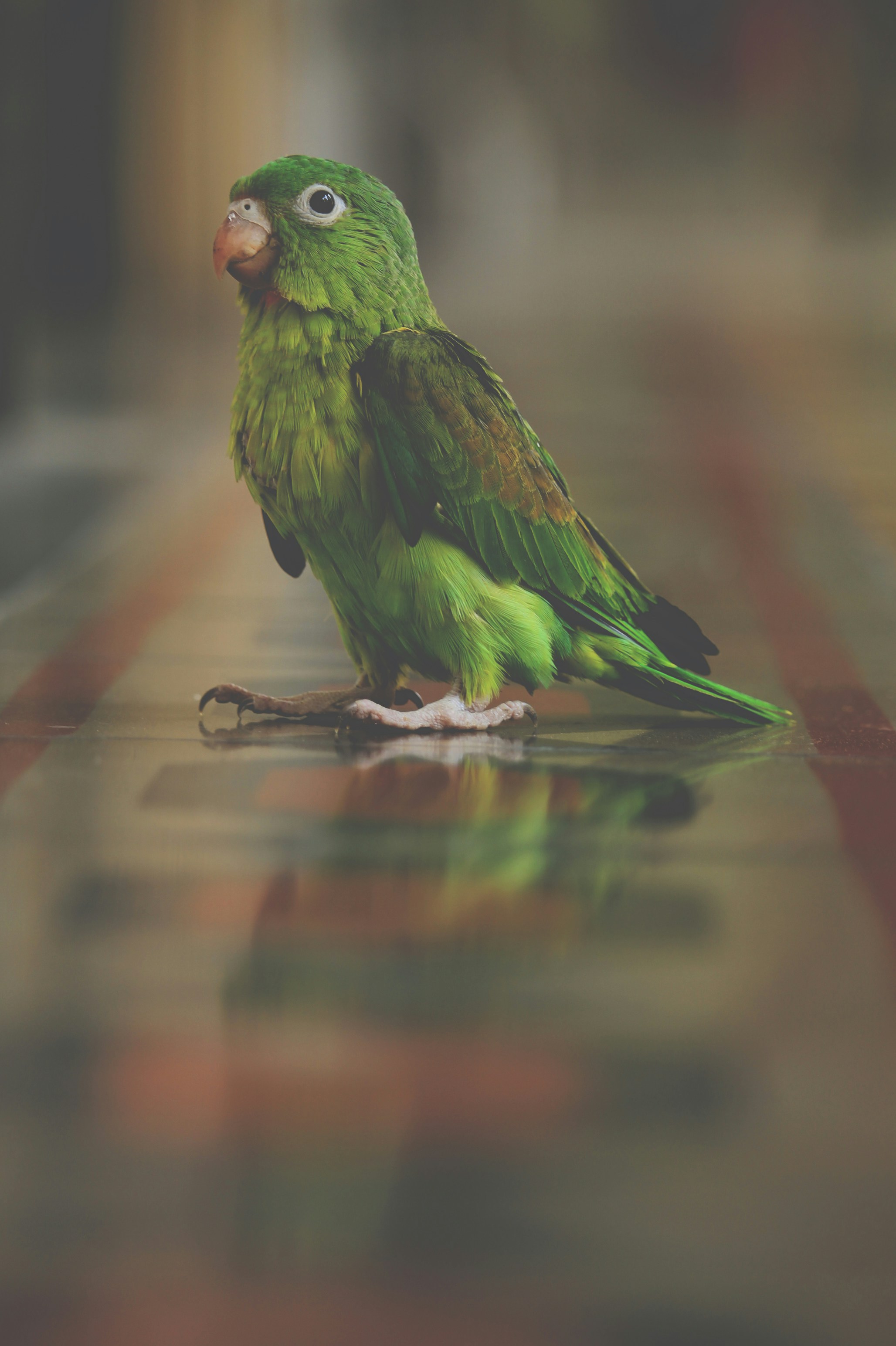 Green Parrot Standing on Tiled Floor