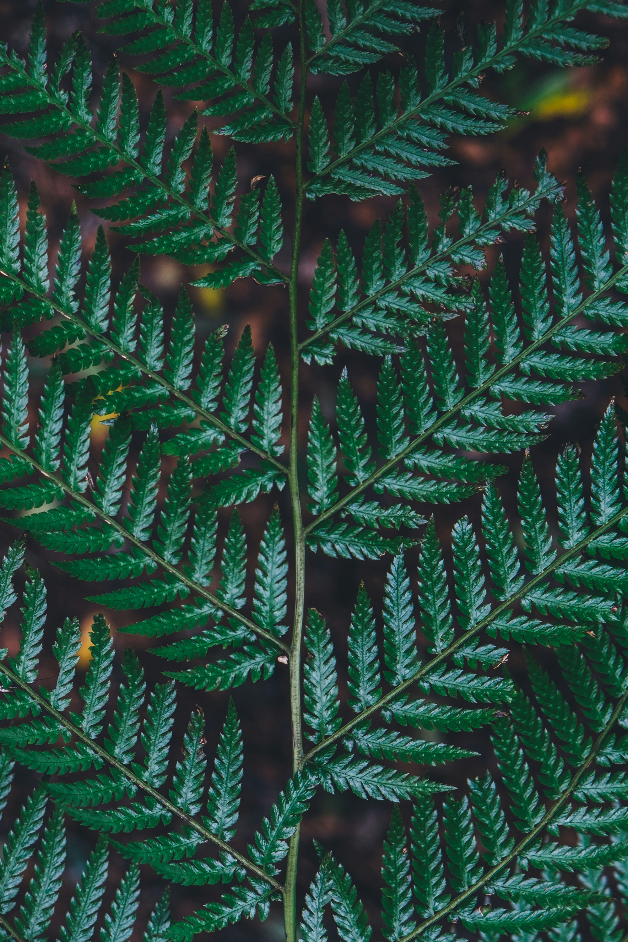 Close-up of Green Fern Frond