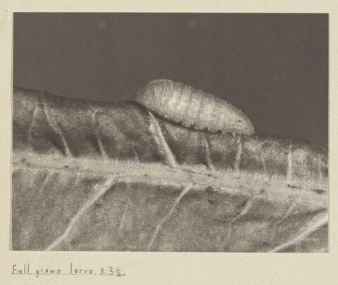 Full Grown Larva on Leaf