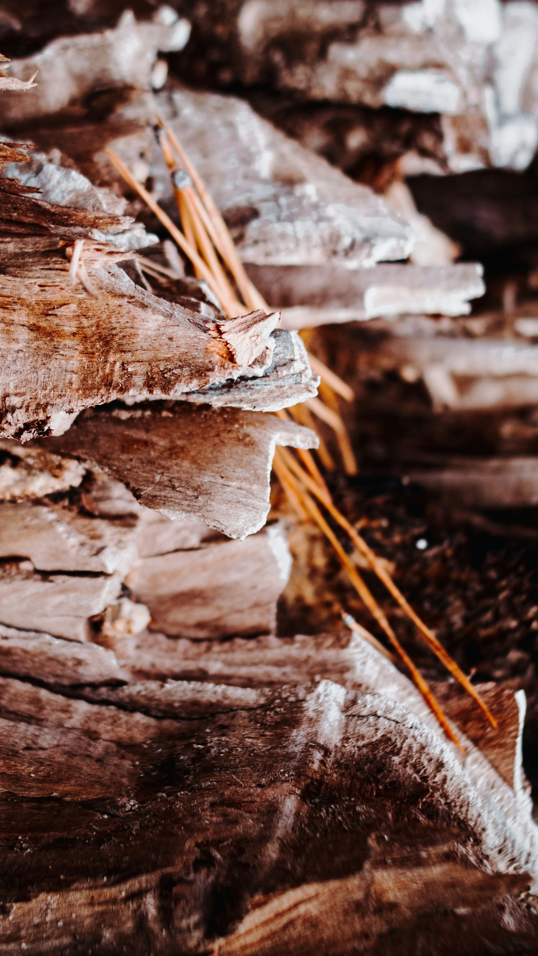 Pine Needles on Weathered Wood