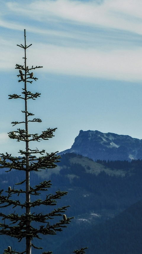 Young Pine Before Rocky Mountain Peak