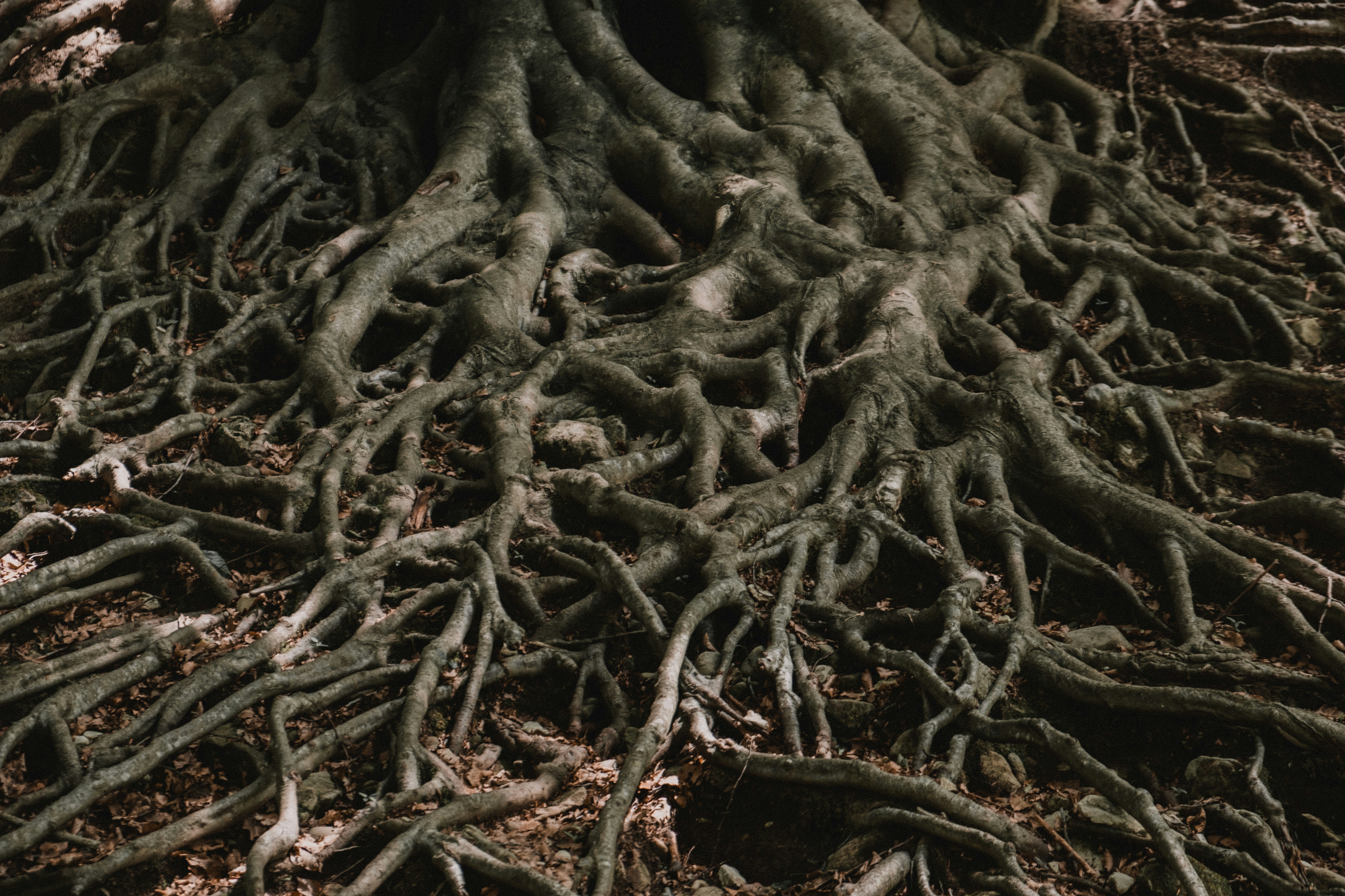 Exposed Tangled Tree Roots