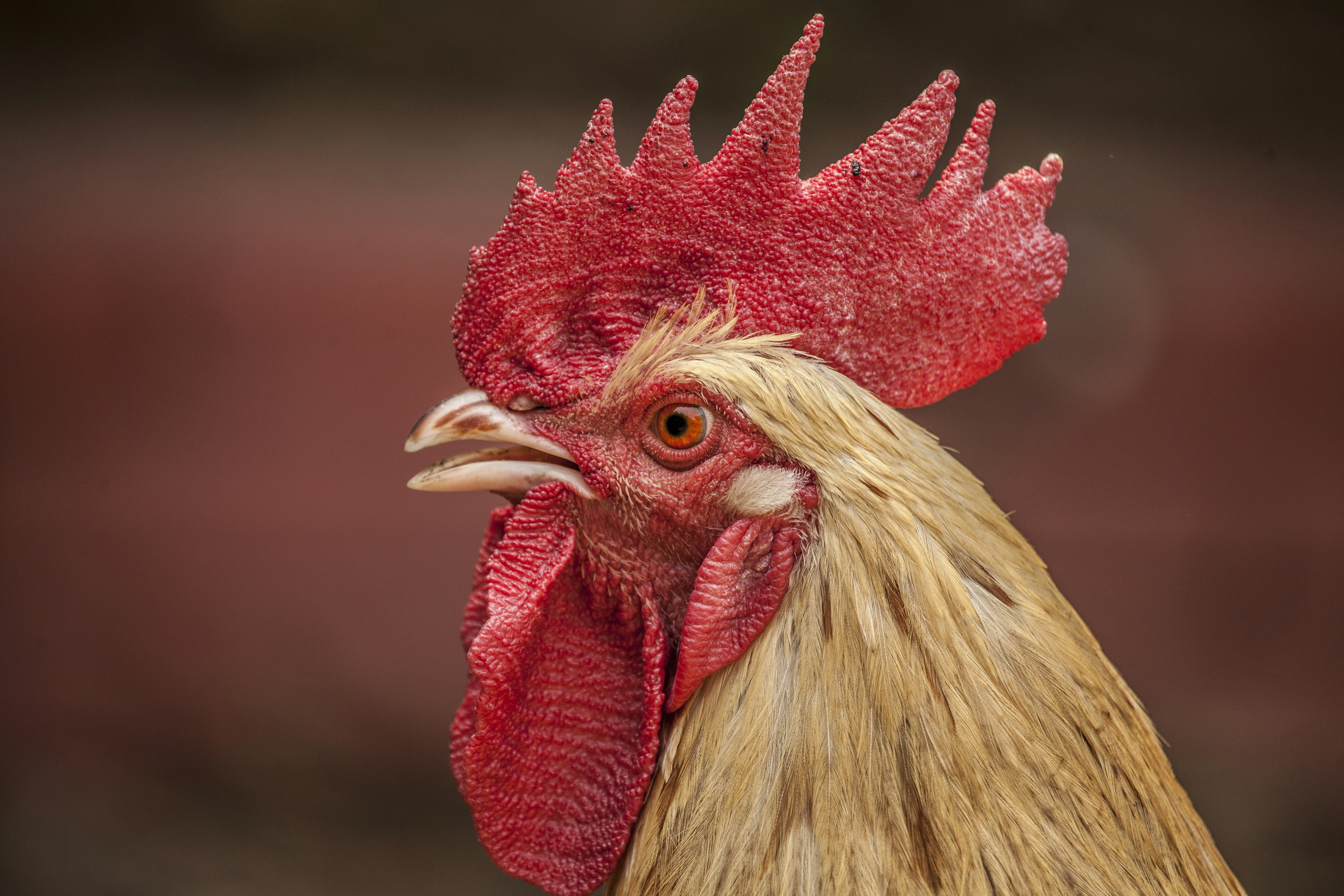 Close-up of a Rooster's Head