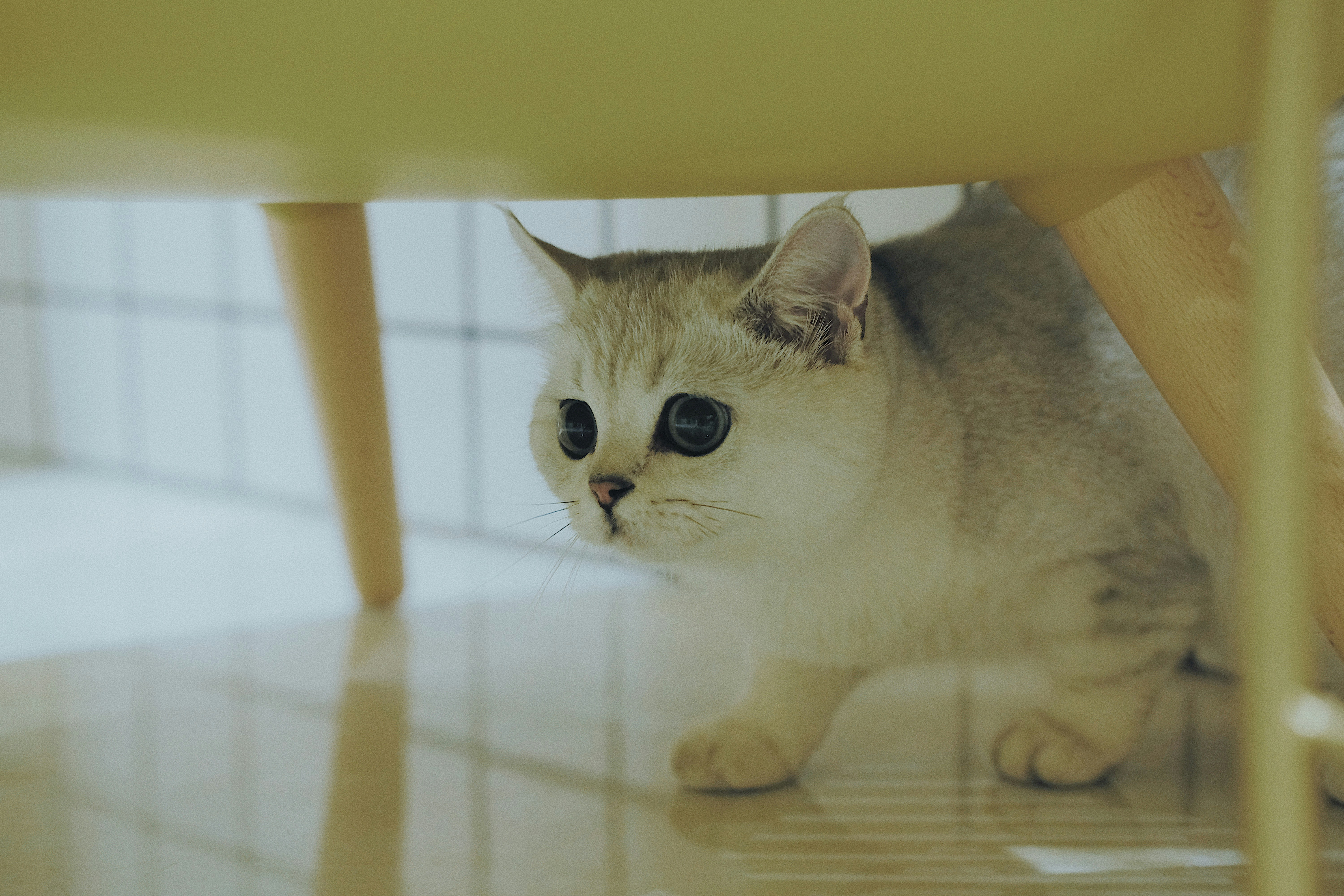 Silver Cat Hiding Under Chair
